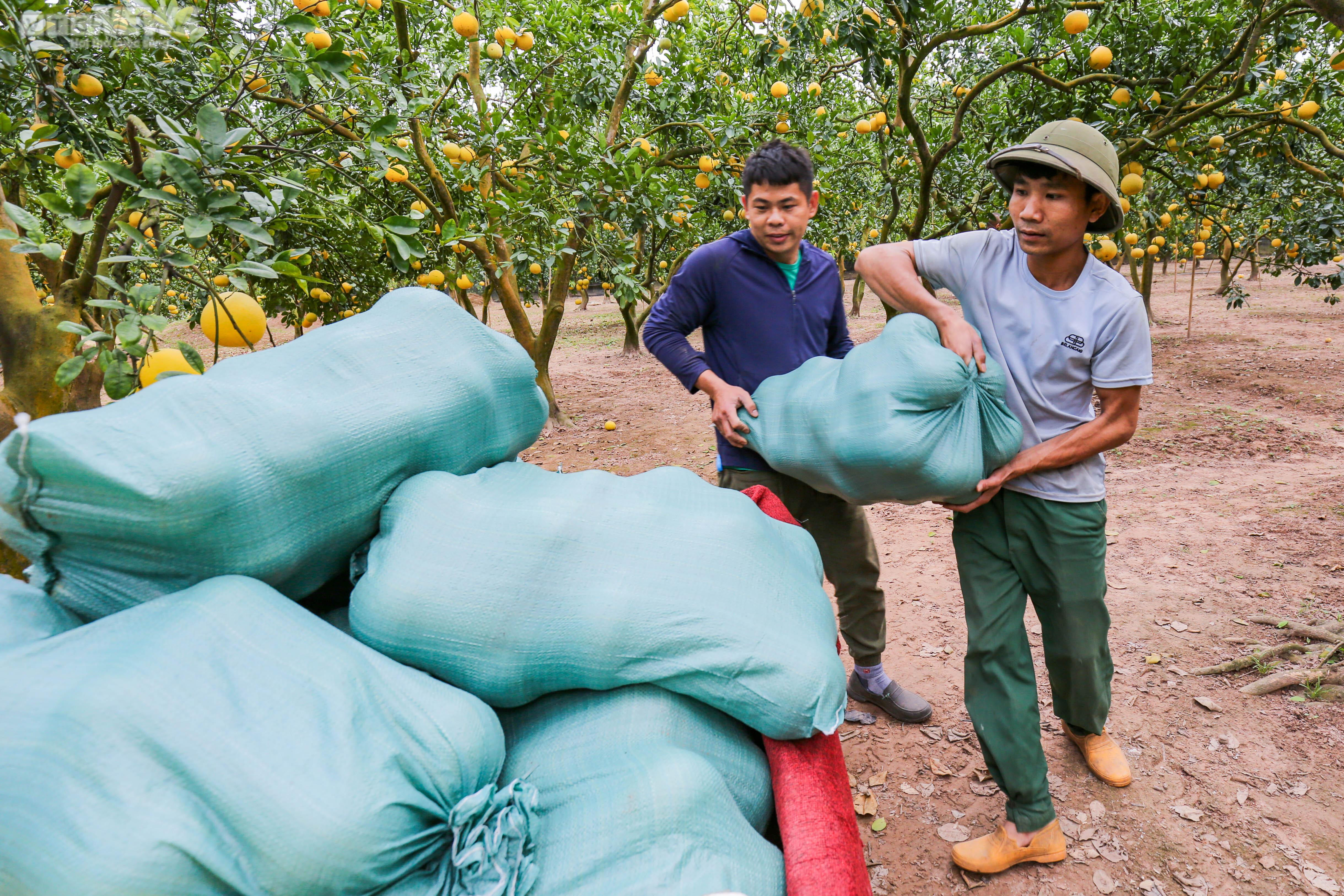 Vườn bưởi Diễn 2.000 gốc tất bật thu hoạch phục vụ dịp Tết 2023 - 10