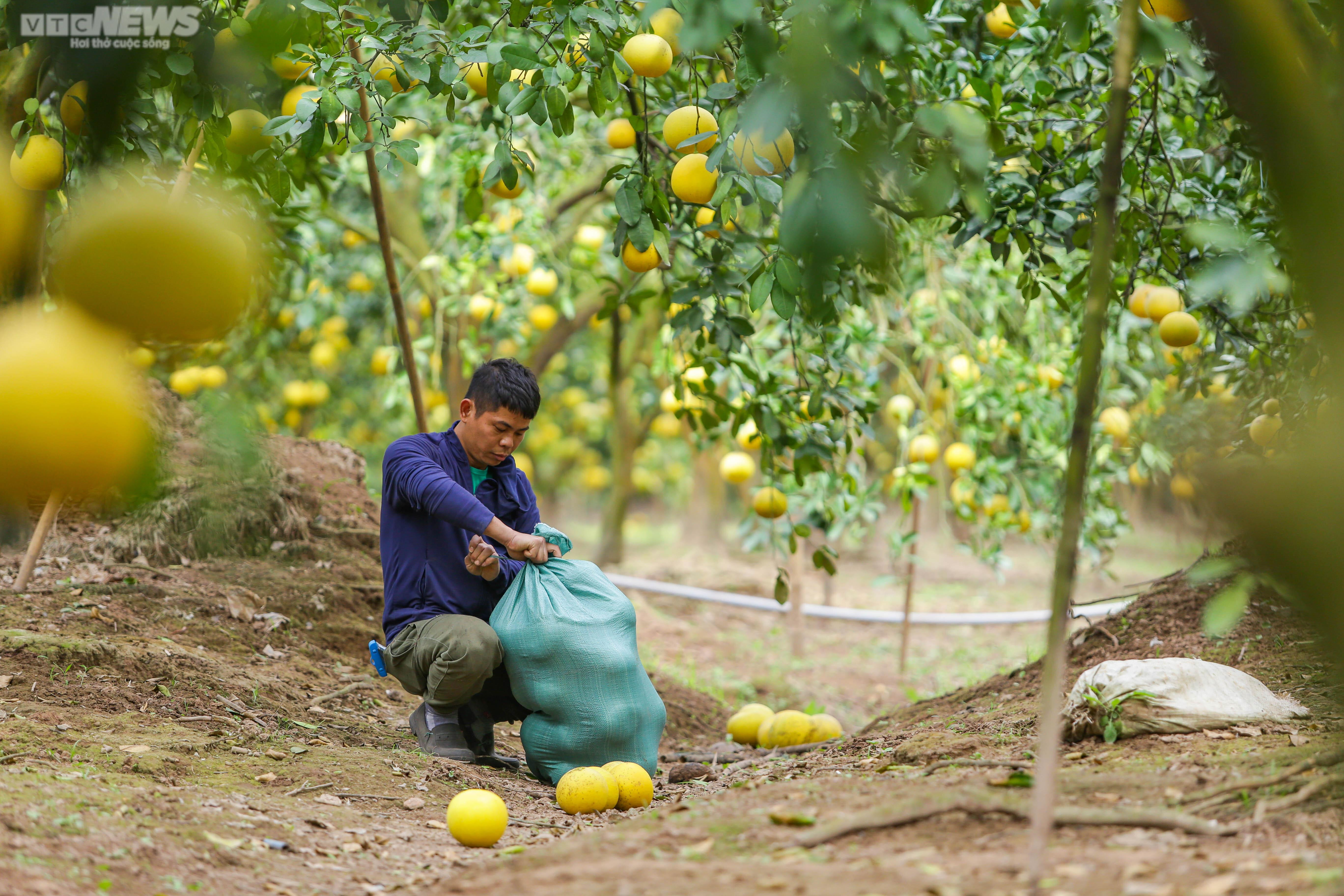 Vườn bưởi Diễn 2.000 gốc tất bật thu hoạch phục vụ dịp Tết 2023 - 9