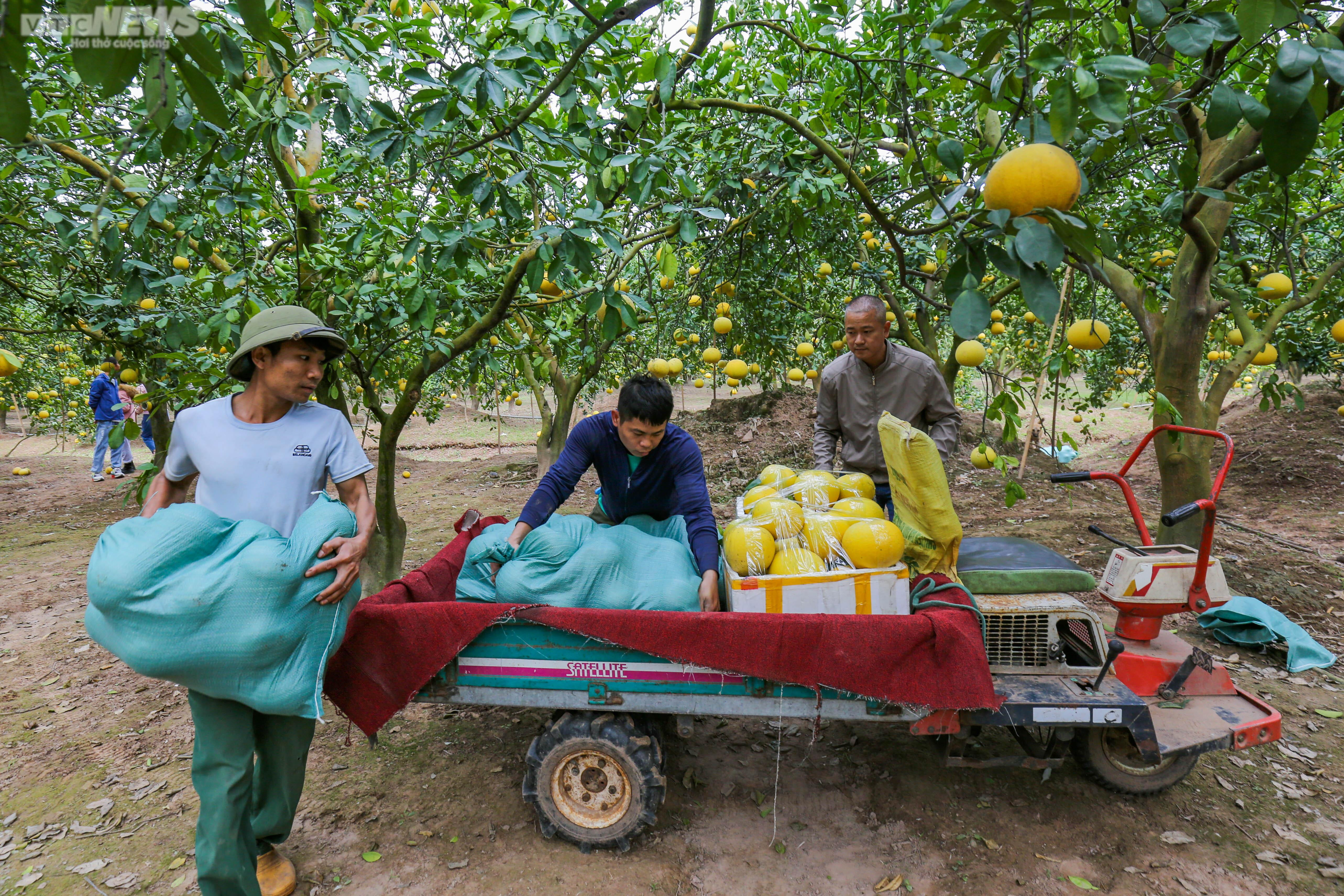 Vườn bưởi Diễn 2.000 gốc tất bật thu hoạch phục vụ dịp Tết 2023 - 11