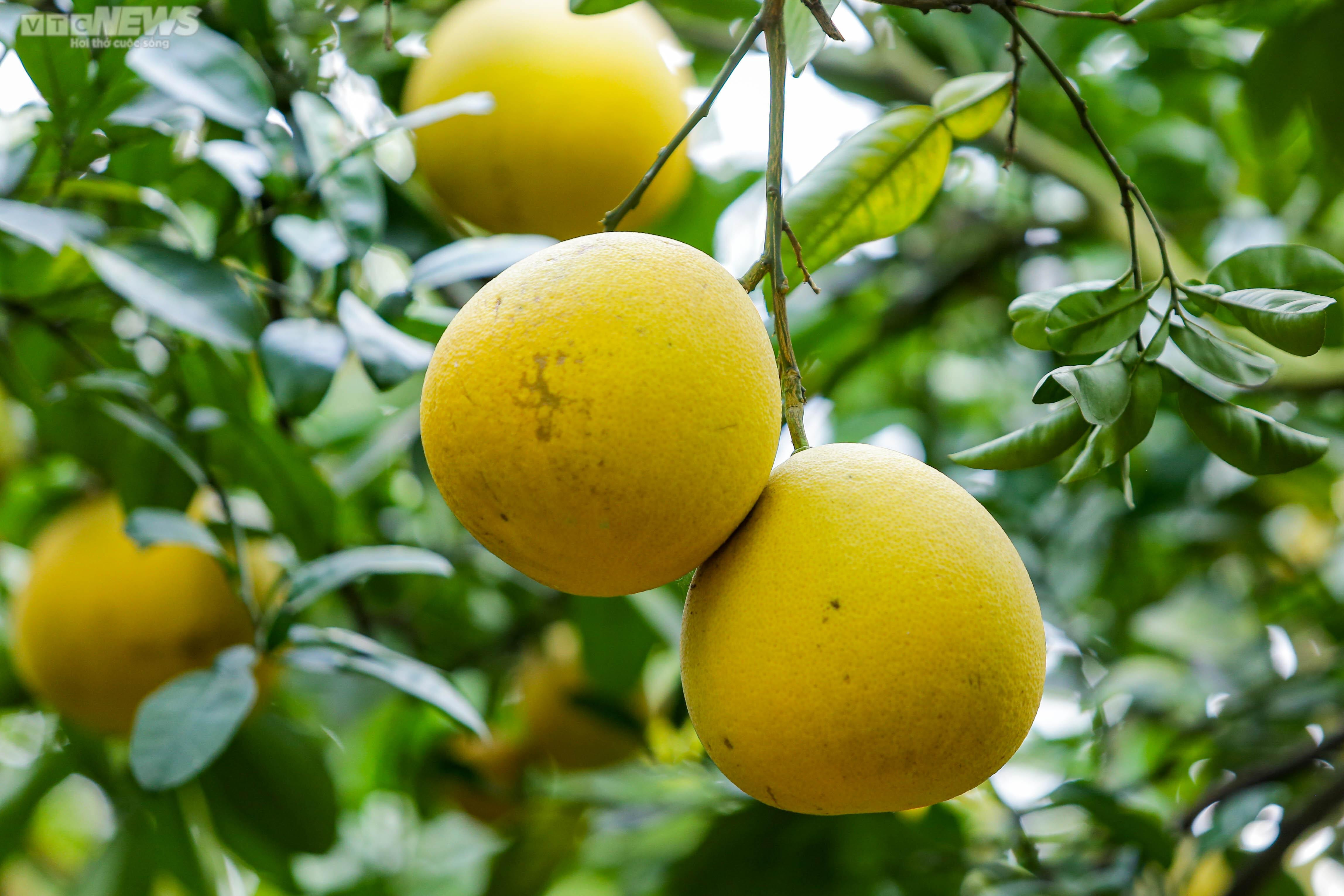 Vườn bưởi Diễn 2.000 gốc tất bật thu hoạch phục vụ dịp Tết 2023 - 3