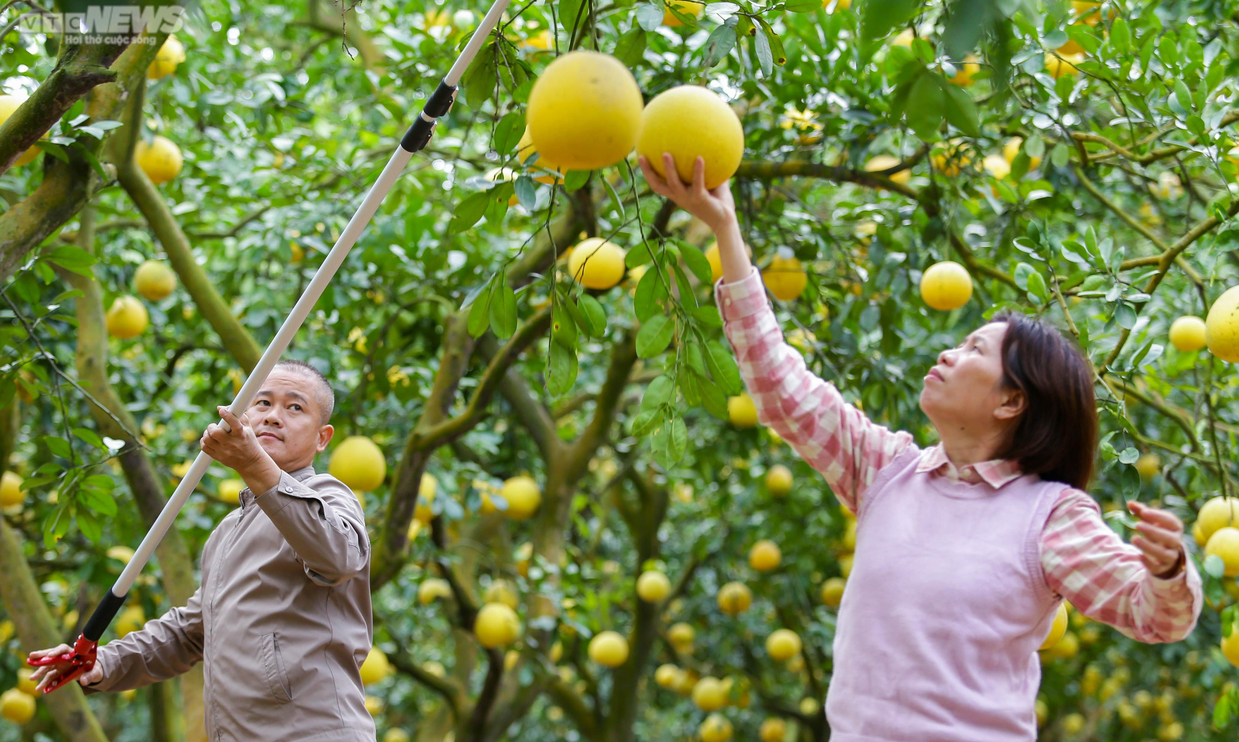 Vườn bưởi Diễn 2.000 gốc tất bật thu hoạch phục vụ dịp Tết 2023 - 4