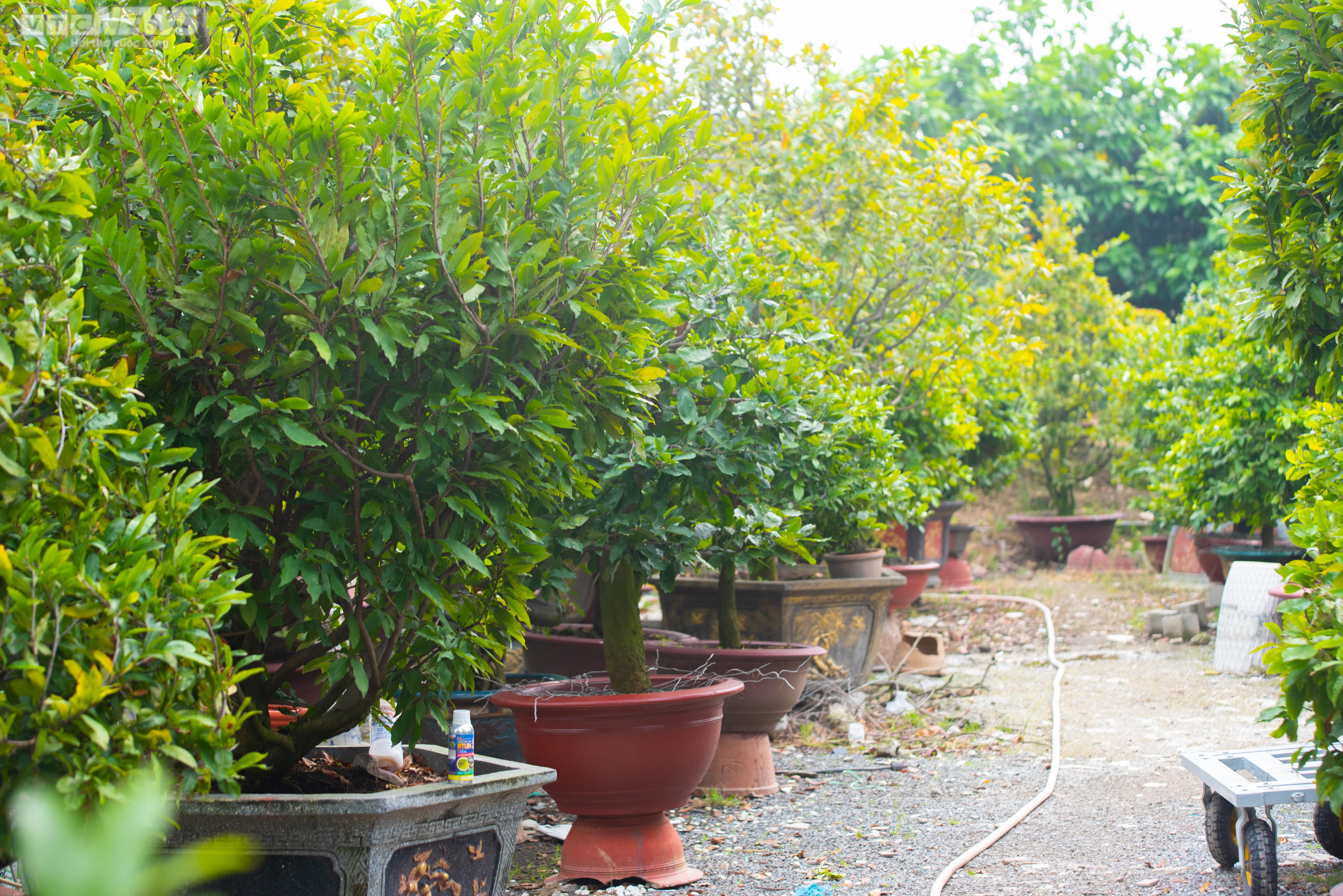 Làng trồng mai ở TP.HCM tất bật chuẩn bị vào vụ Tết - 10