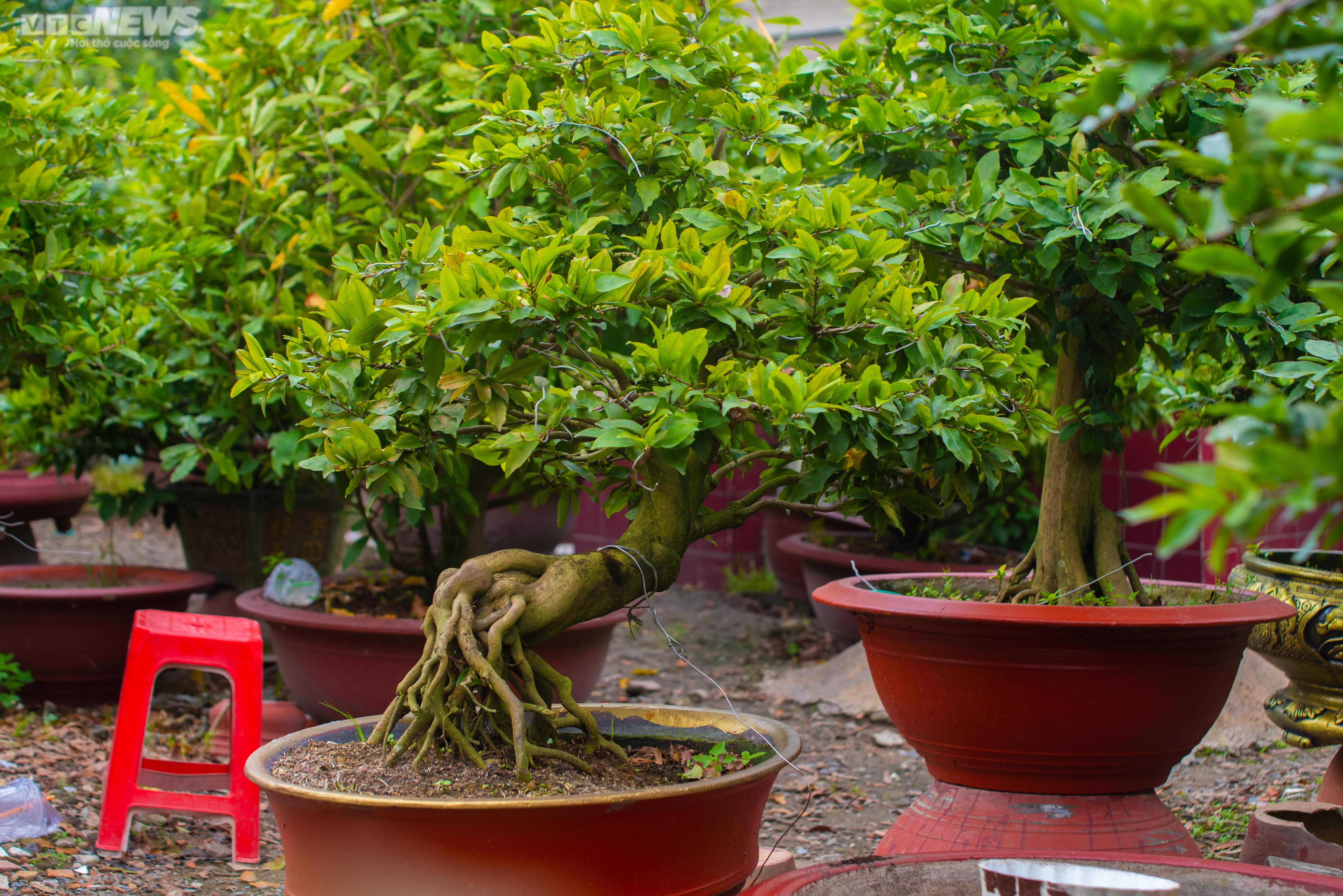 Làng trồng mai ở TP.HCM tất bật chuẩn bị vào vụ Tết - 9