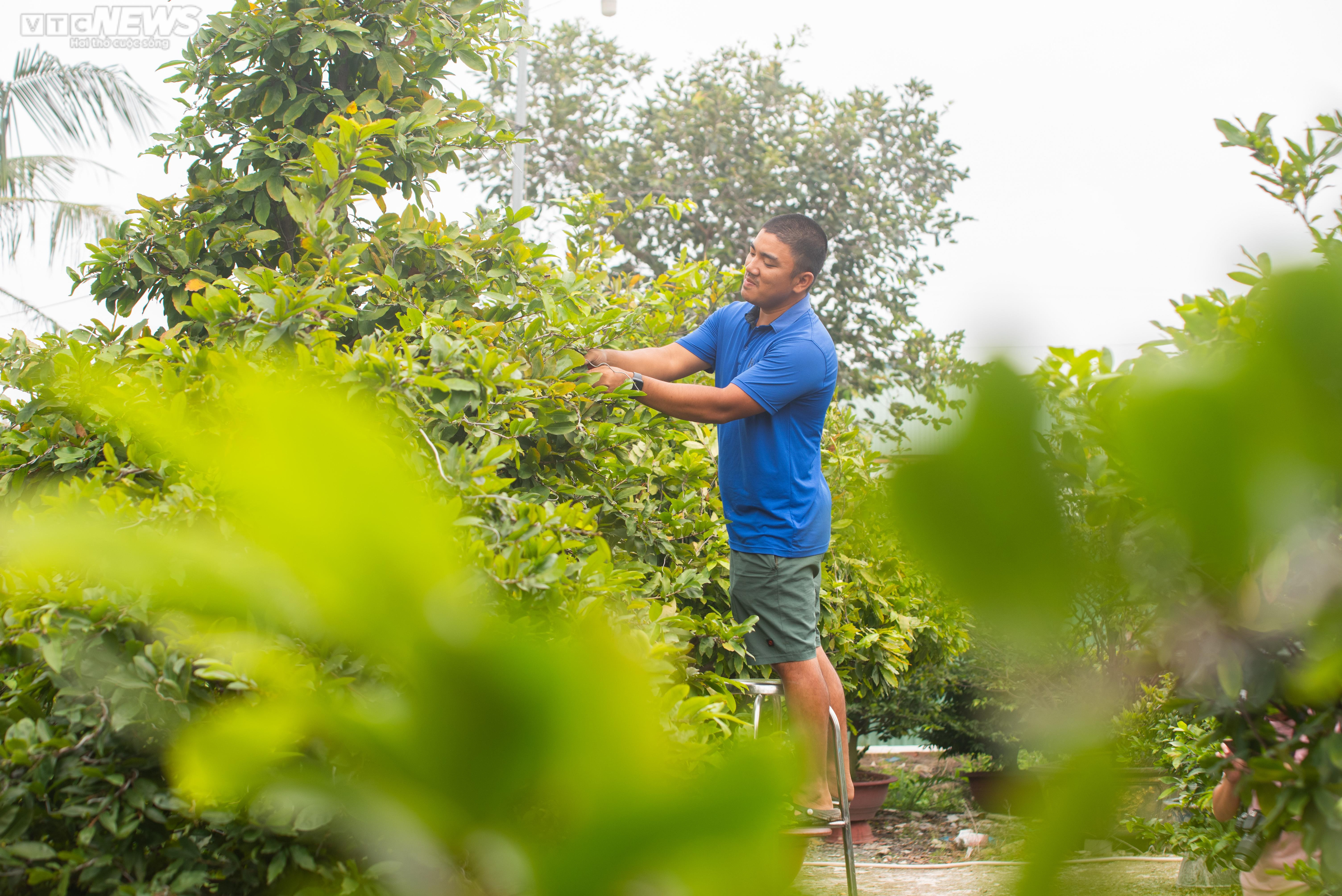 Làng trồng mai ở TP.HCM tất bật chuẩn bị vào vụ Tết - 6