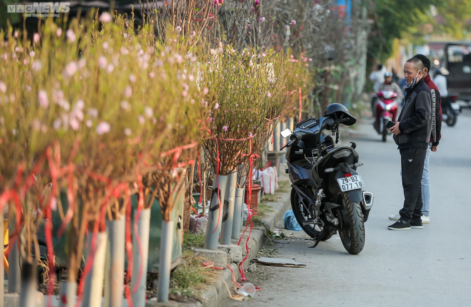 Người Hà Nội háo hức tìm mua đào nở sớm - 7
