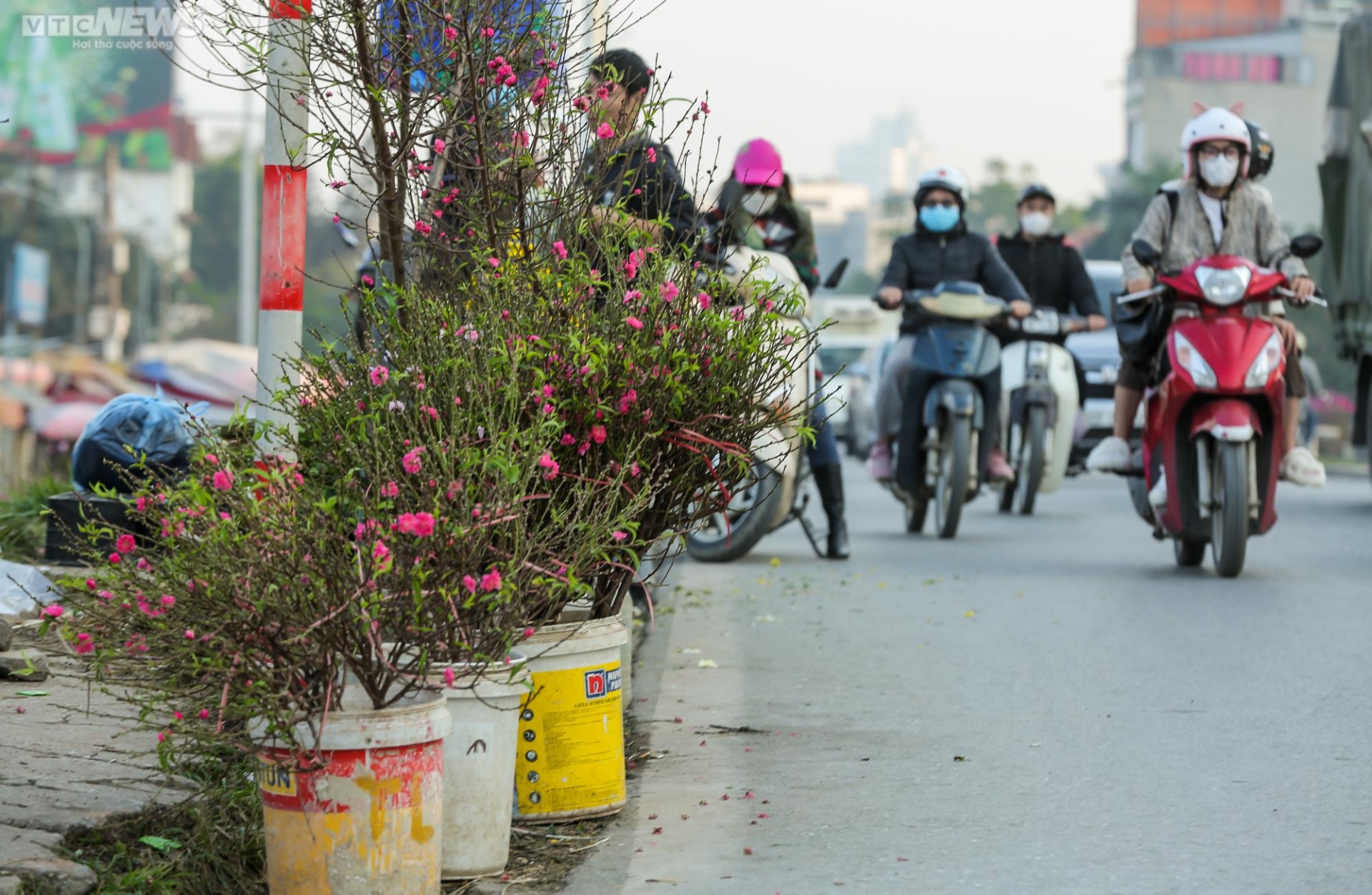 Người Hà Nội háo hức tìm mua đào nở sớm - 6