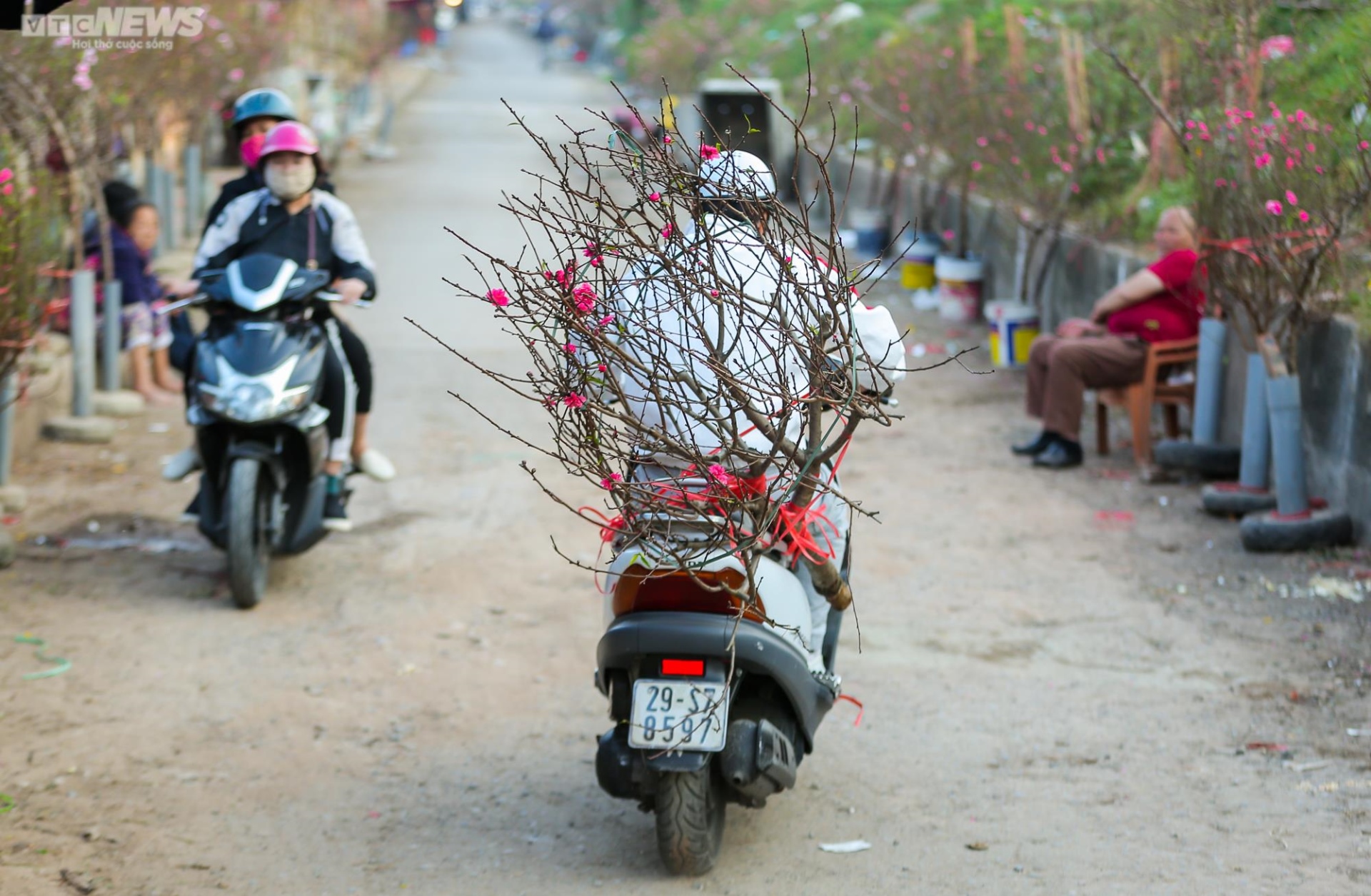 Người Hà Nội háo hức tìm mua đào nở sớm - 9