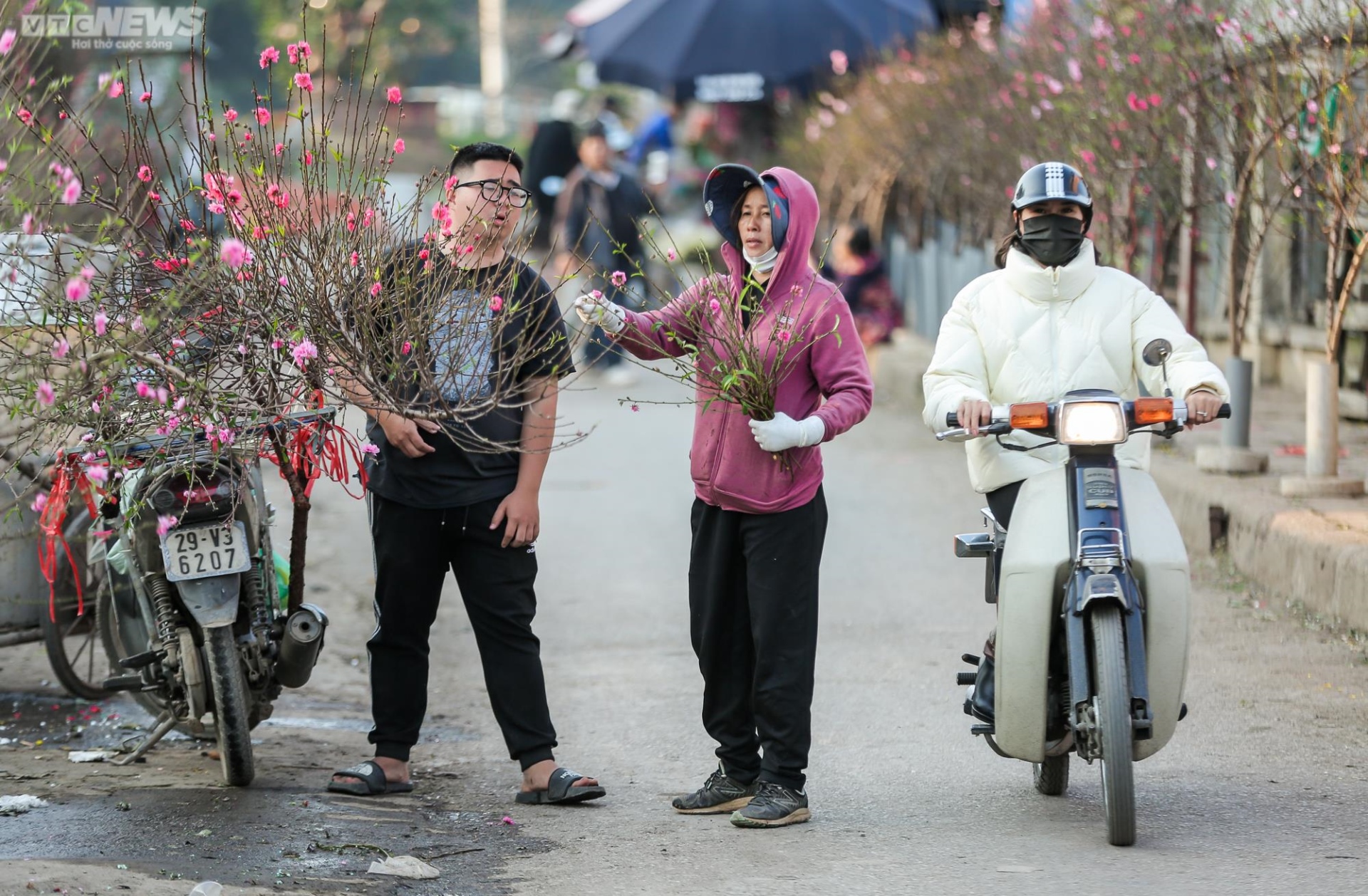 Người Hà Nội háo hức tìm mua đào nở sớm - 5
