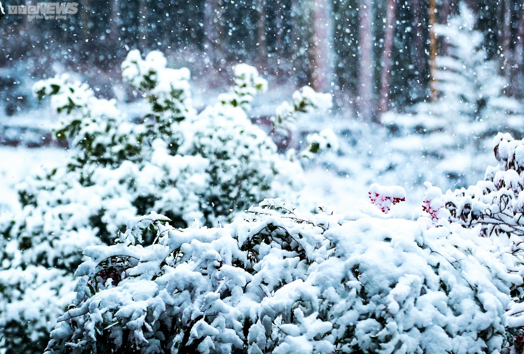 Tuyết đầu mùa trắng xoá miền trung du Nhật Bản - 17