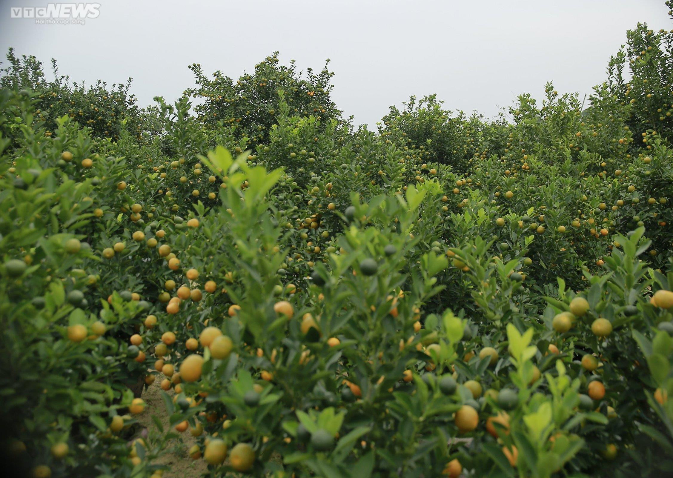 Thủ phủ quất cảnh miền Trung vào vụ Tết, bán 'đắt như tôm tươi' - 7