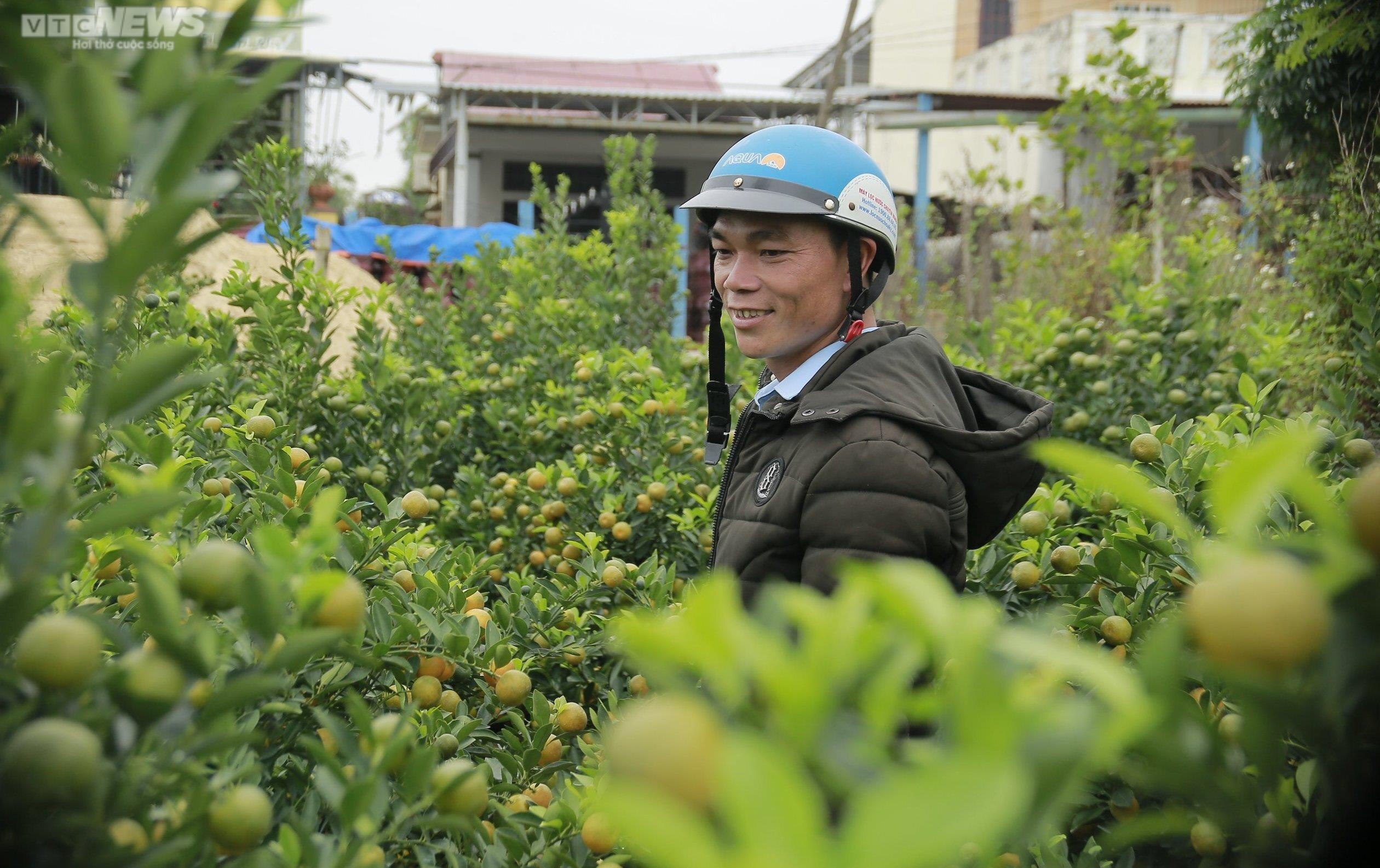 Thủ phủ quất cảnh miền Trung vào vụ Tết, bán 'đắt như tôm tươi' - 6