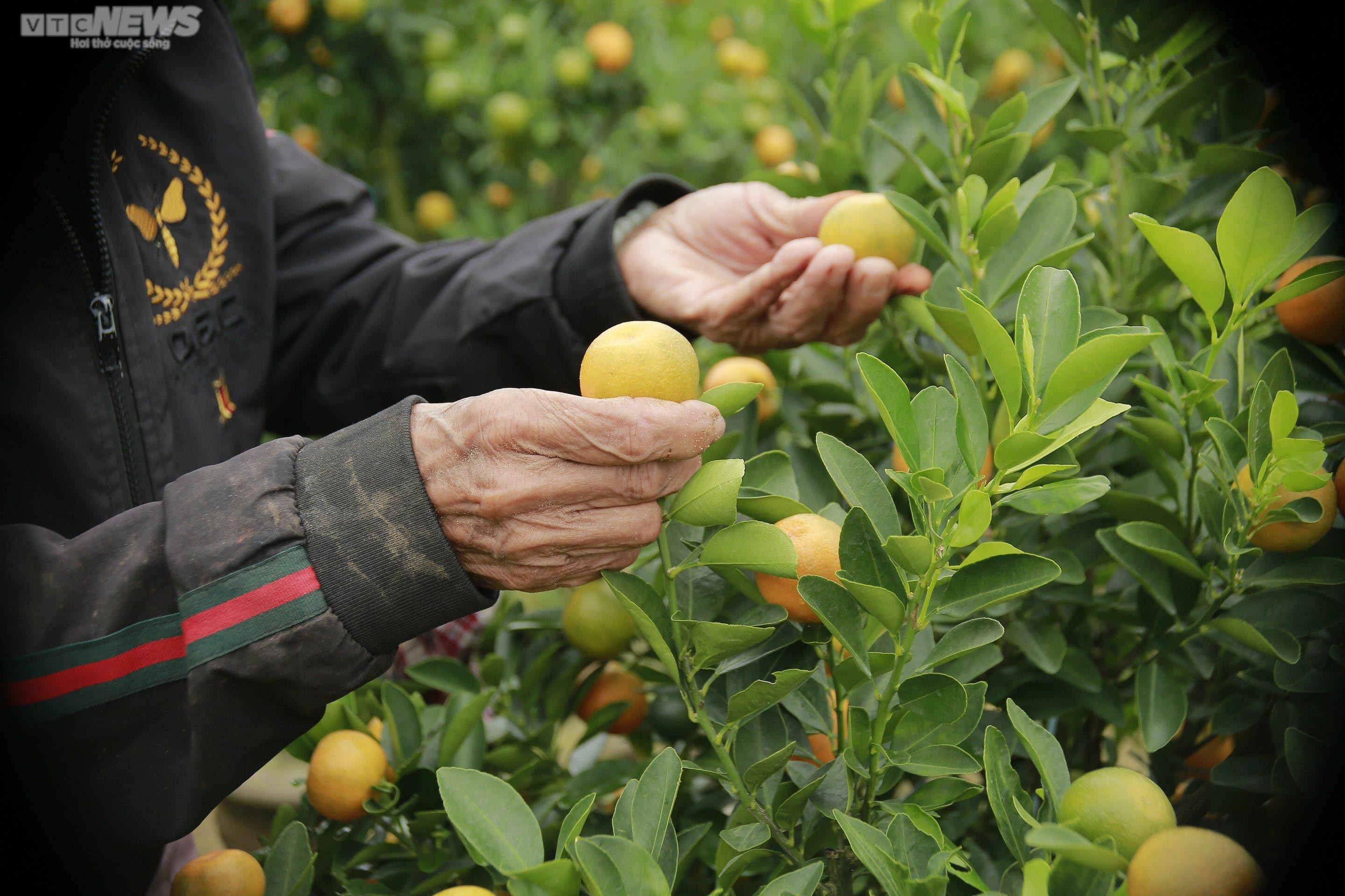 Thủ phủ quất cảnh miền Trung vào vụ Tết, bán 'đắt như tôm tươi' - 5