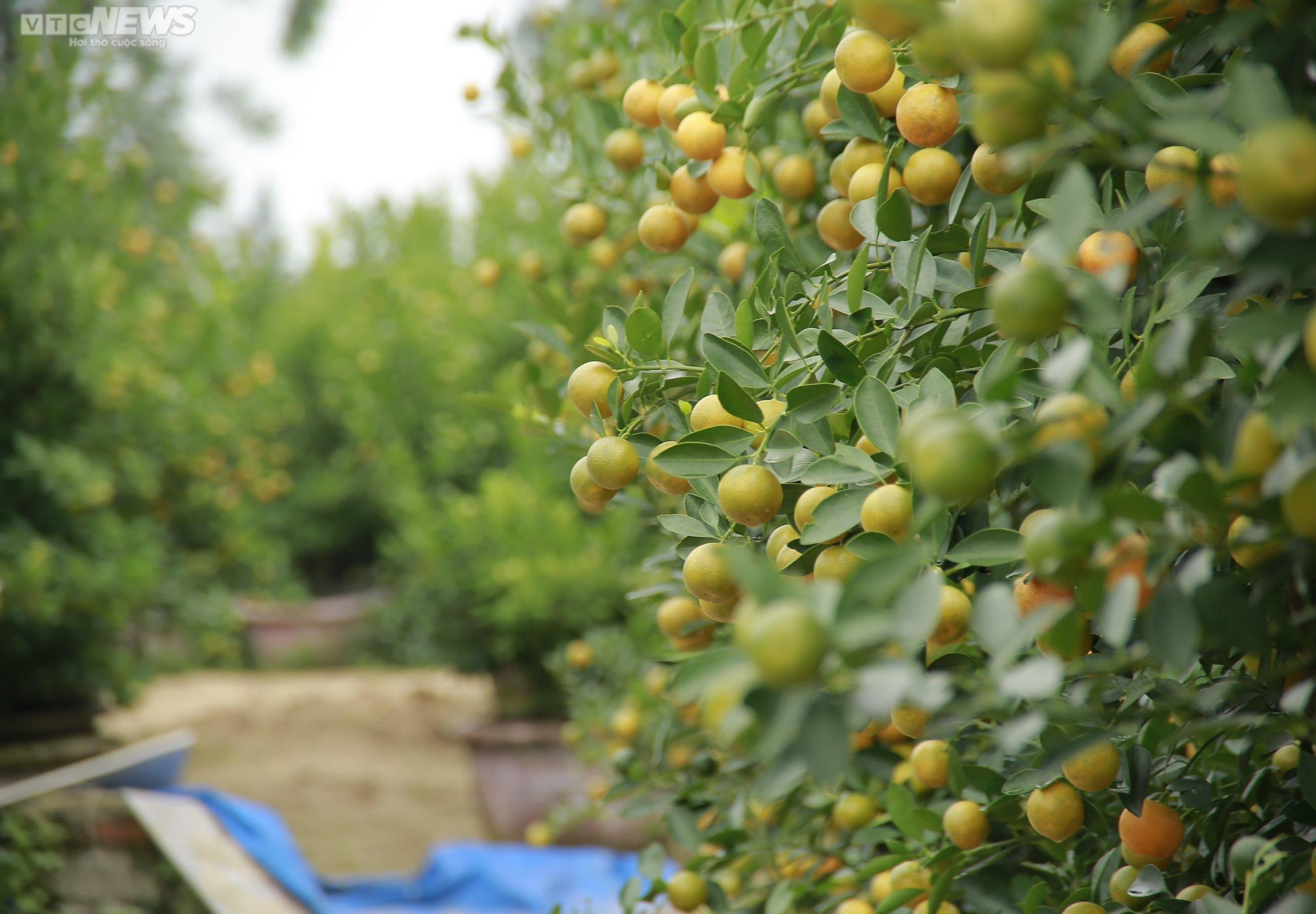 Thủ phủ quất cảnh miền Trung vào vụ Tết, bán 'đắt như tôm tươi' - 3