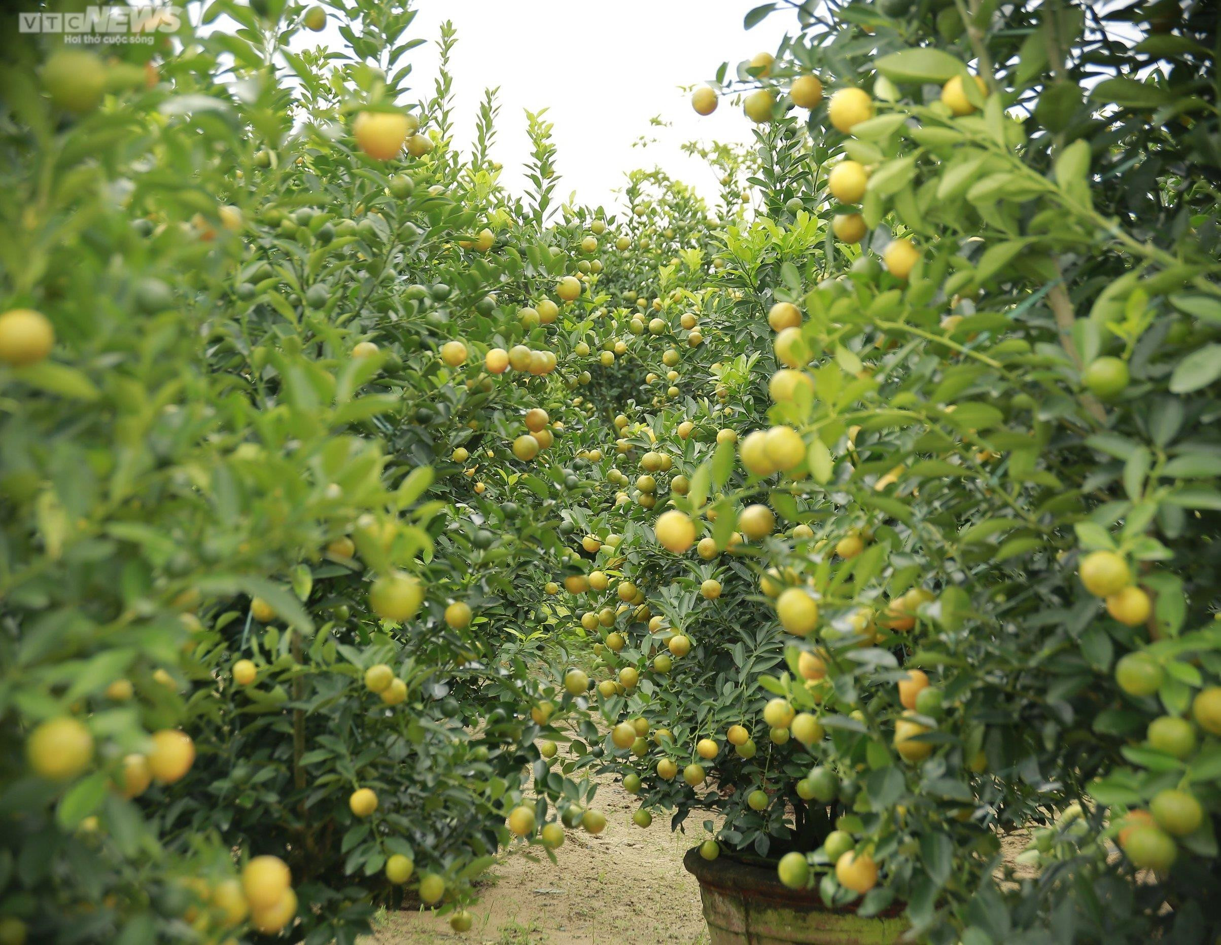 Thủ phủ quất cảnh miền Trung vào vụ Tết, bán 'đắt như tôm tươi' - 8