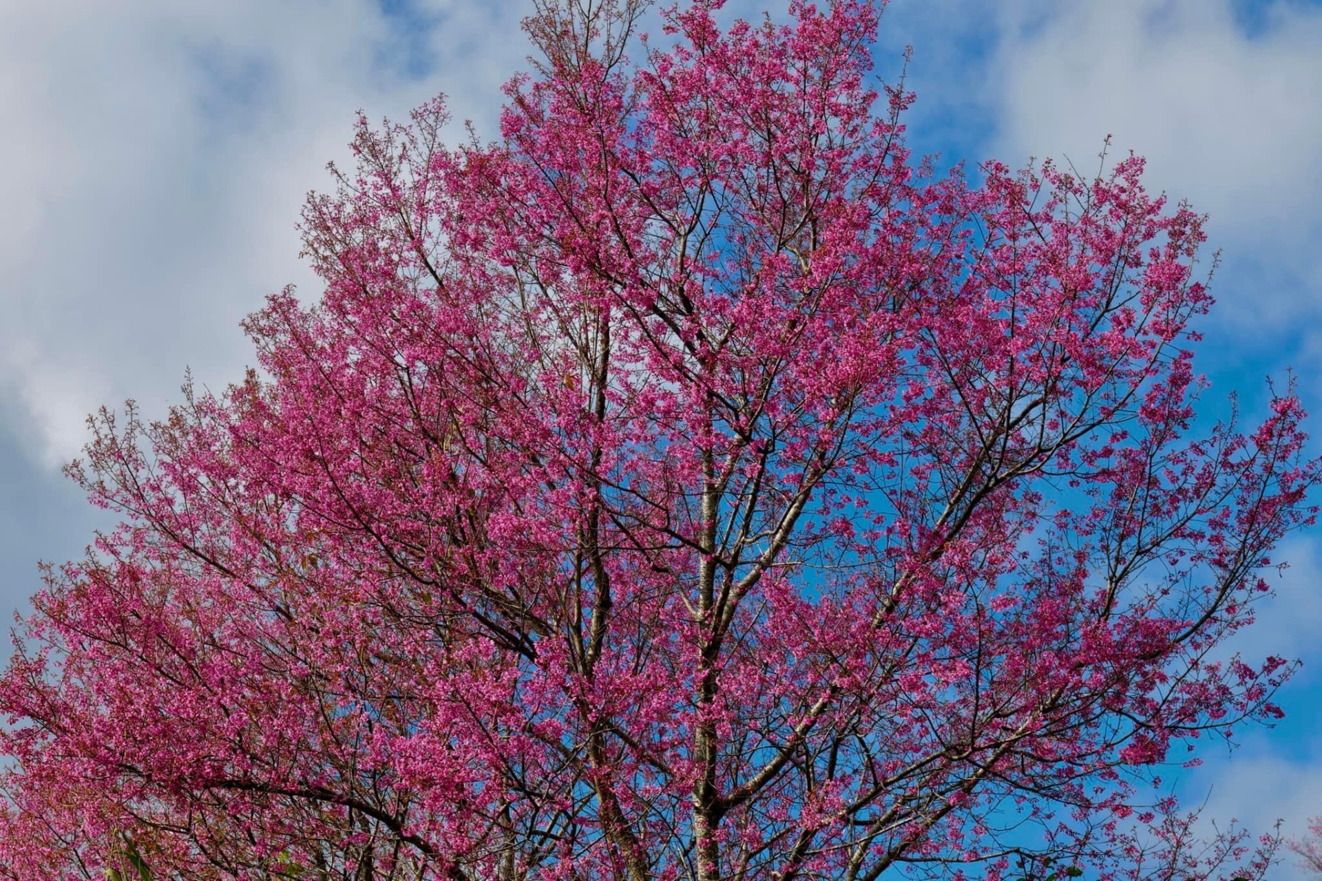 Chiêm ngưỡng sắc hoa tớ dày nhuộm hồng núi rừng Mù Cang Chải - 10