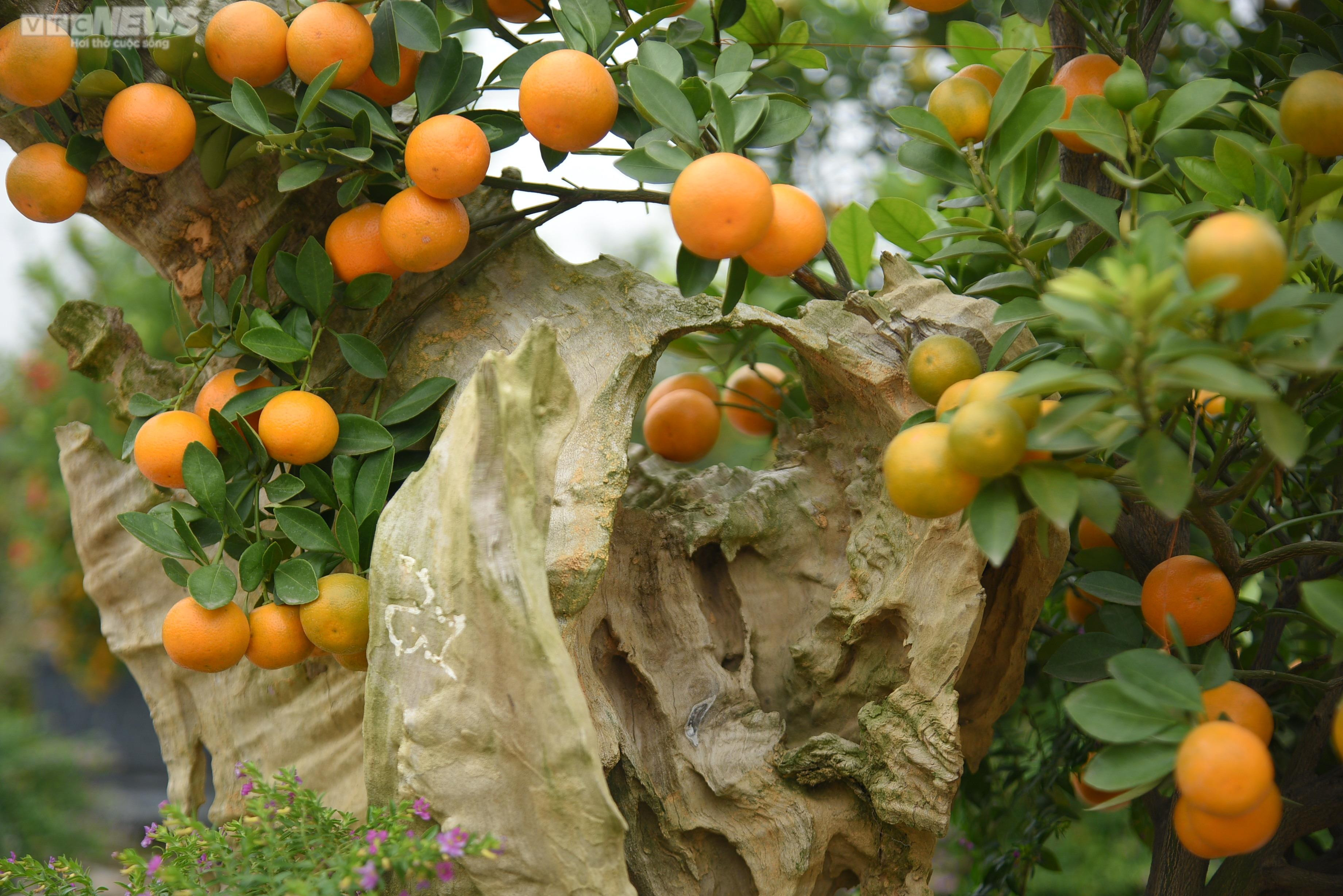 Khách săn mua quất bonsai dáng độc, giá tiền triệu chơi Tết - 13