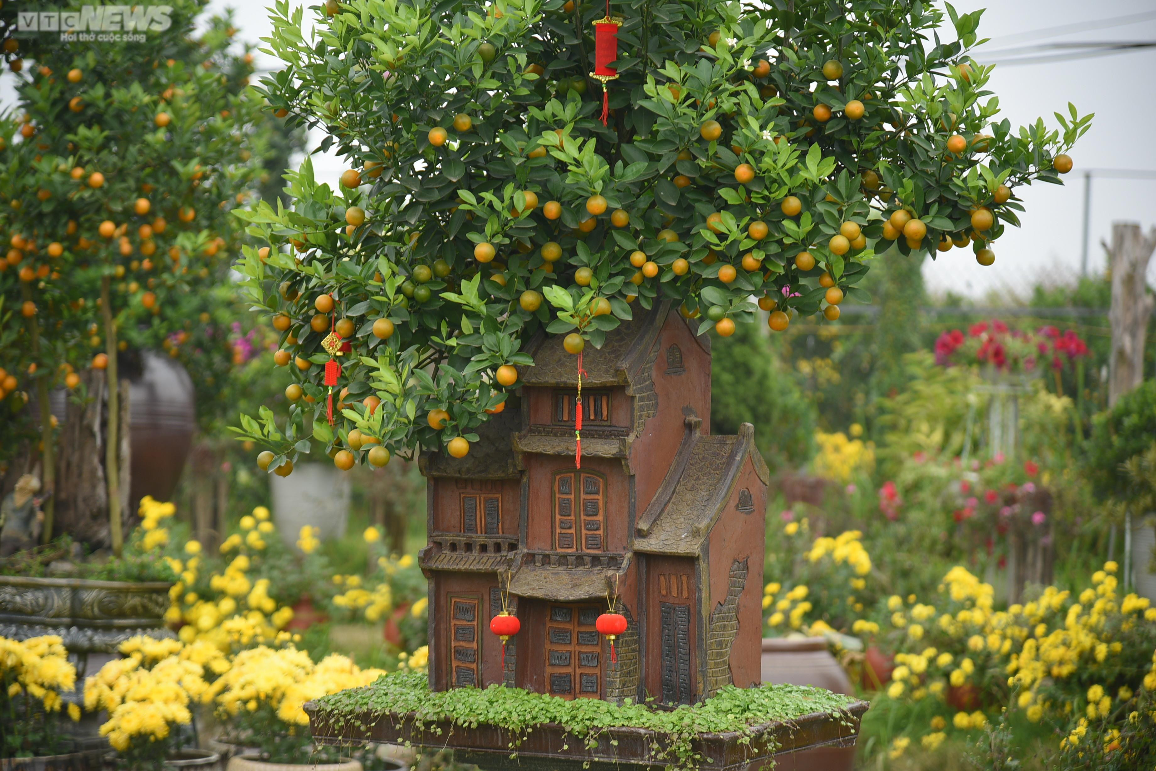 Khách săn mua quất bonsai dáng độc, giá tiền triệu chơi Tết - 7