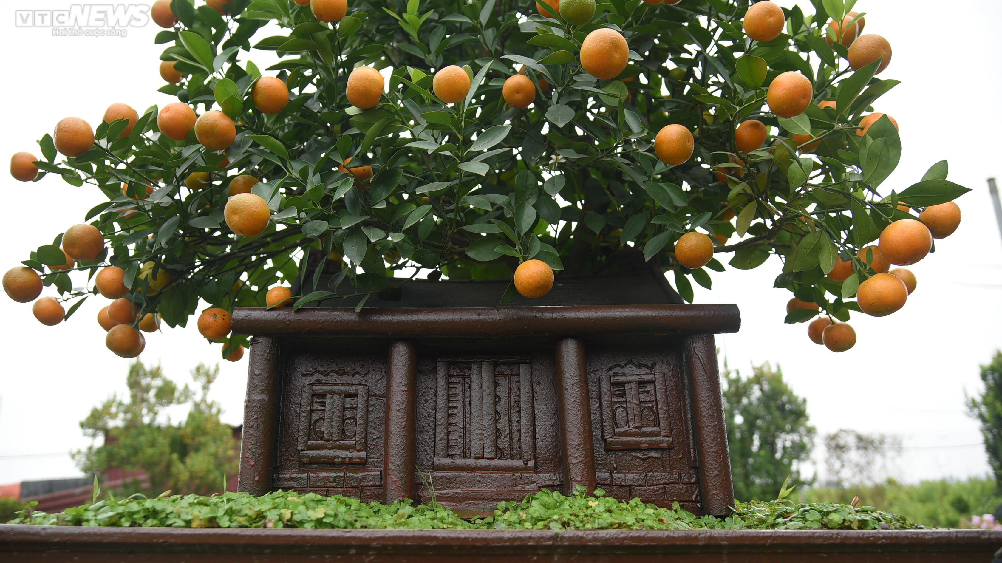 Khách săn mua quất bonsai dáng độc, giá tiền triệu chơi Tết - 9