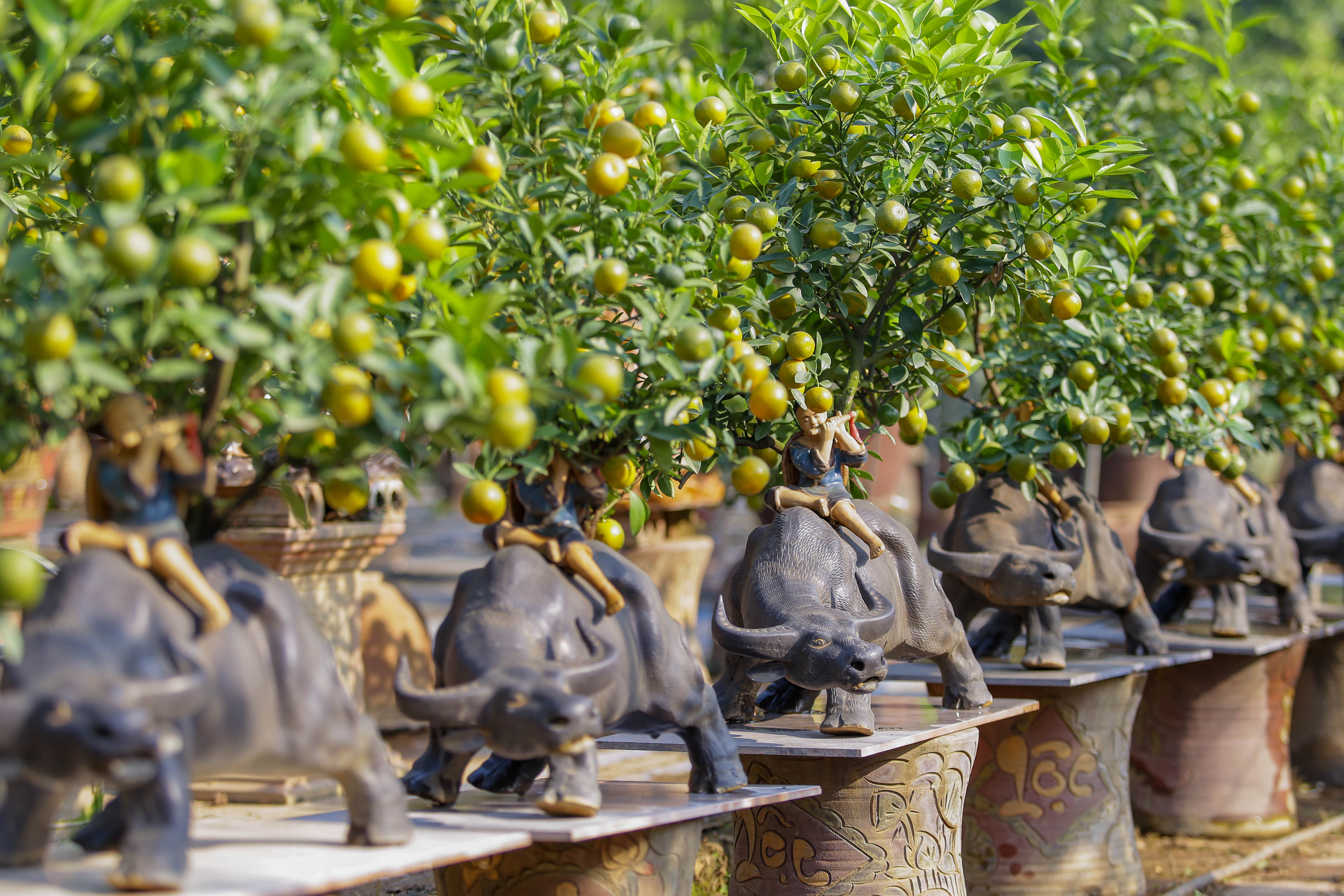 Khách săn mua quất bonsai dáng độc, giá tiền triệu chơi Tết - 10