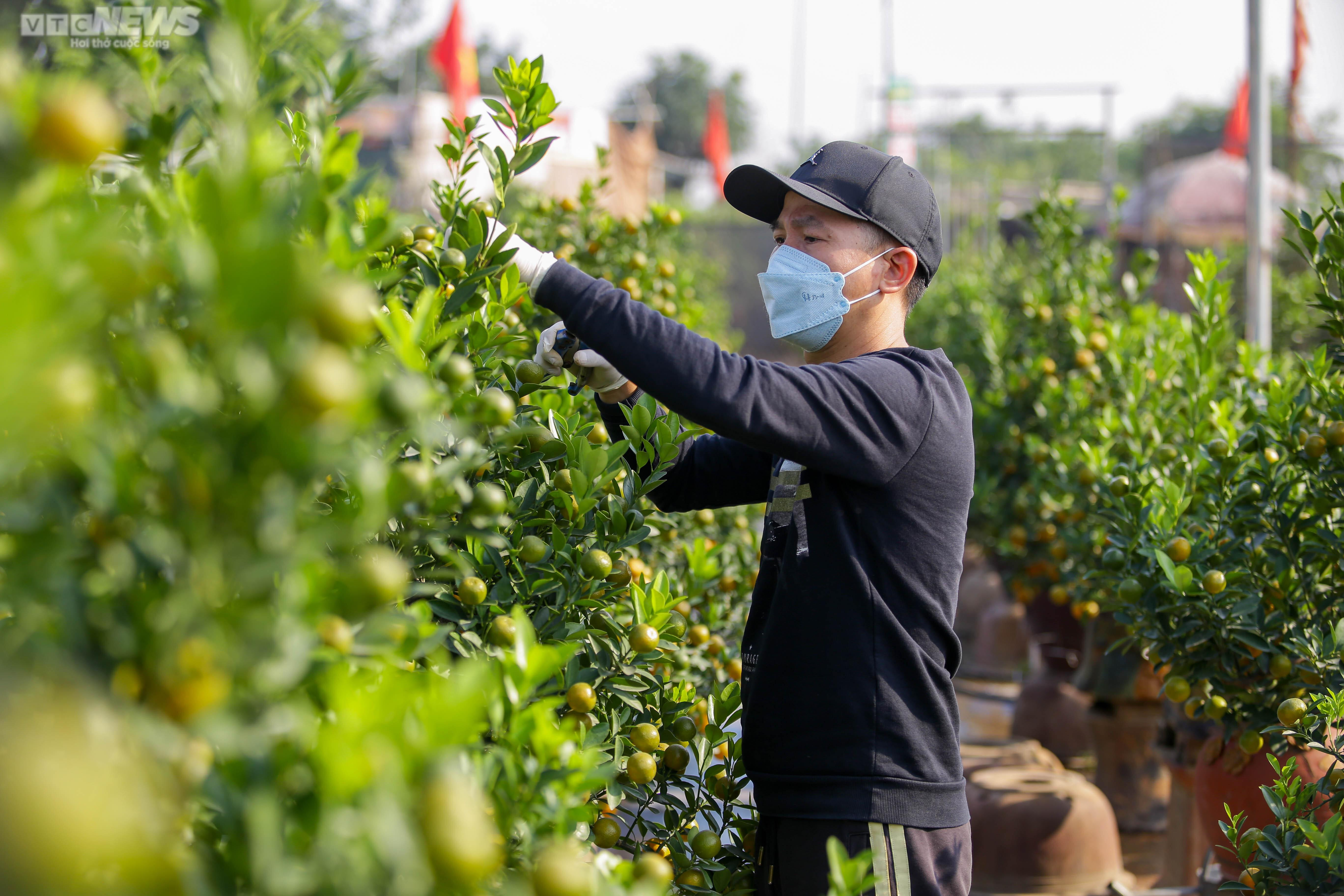 Khách săn mua quất bonsai dáng độc, giá tiền triệu chơi Tết - 4