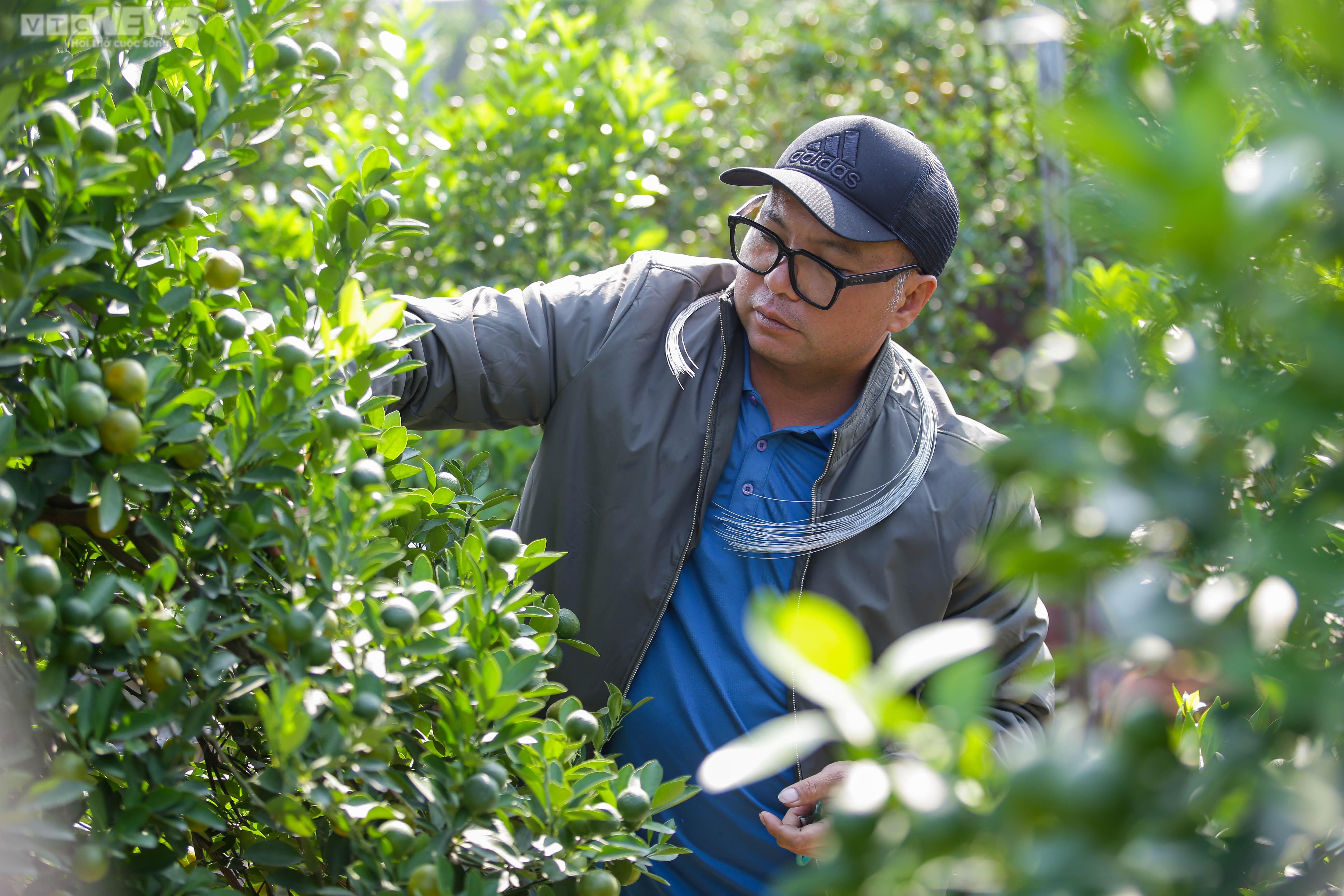 Khách săn mua quất bonsai dáng độc, giá tiền triệu chơi Tết - 5