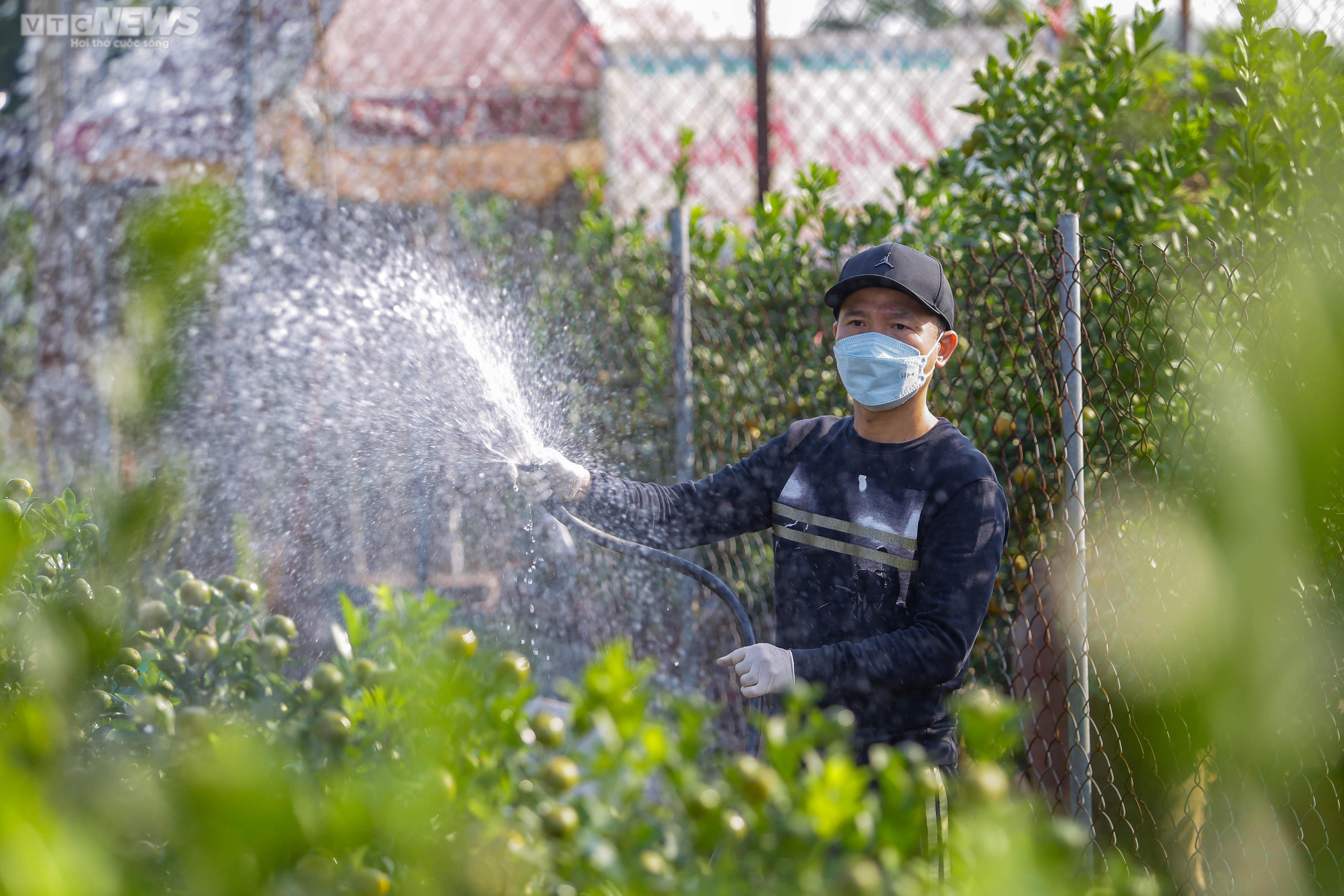 Khách săn mua quất bonsai dáng độc, giá tiền triệu chơi Tết - 2