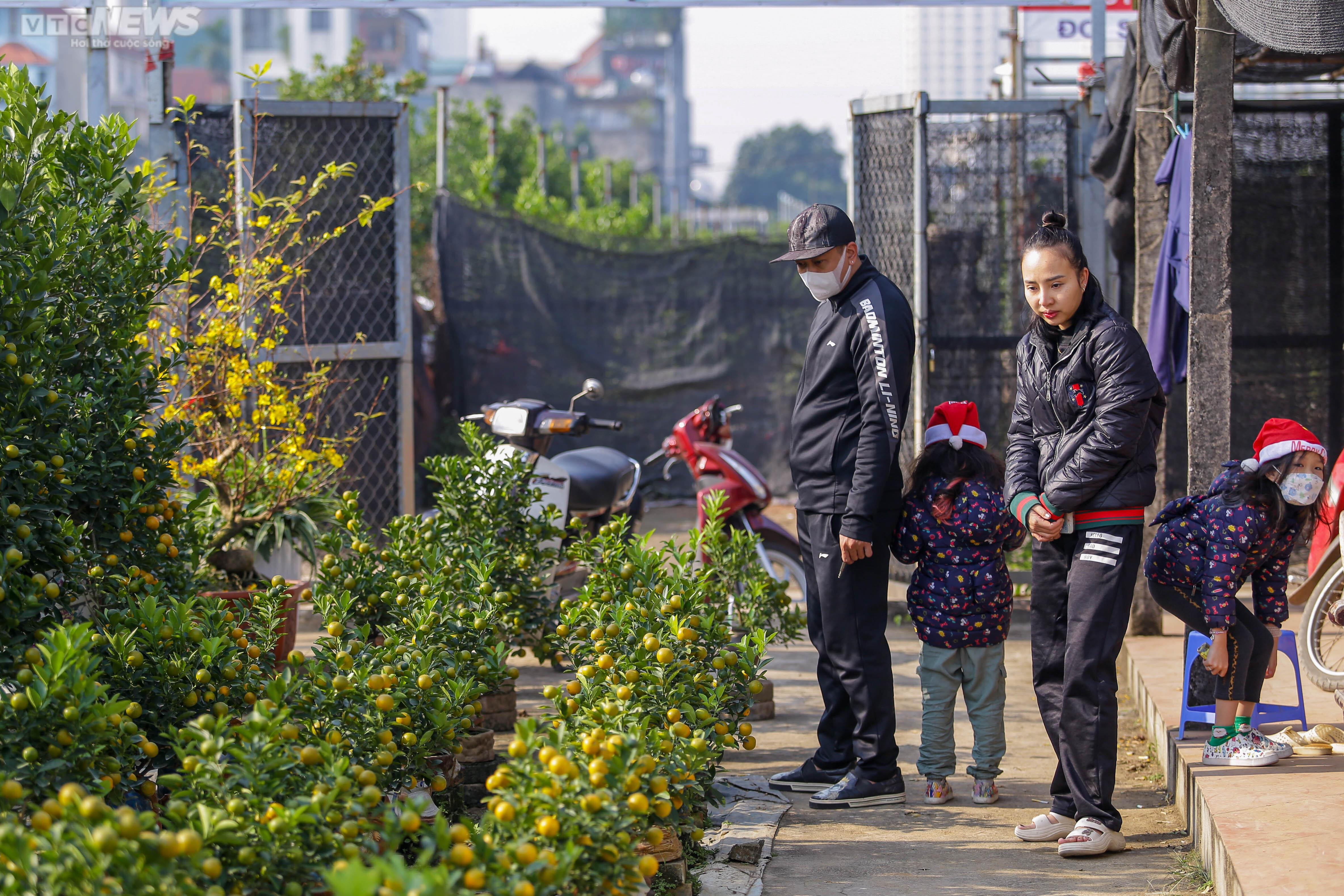 Khách săn mua quất bonsai dáng độc, giá tiền triệu chơi Tết - 14