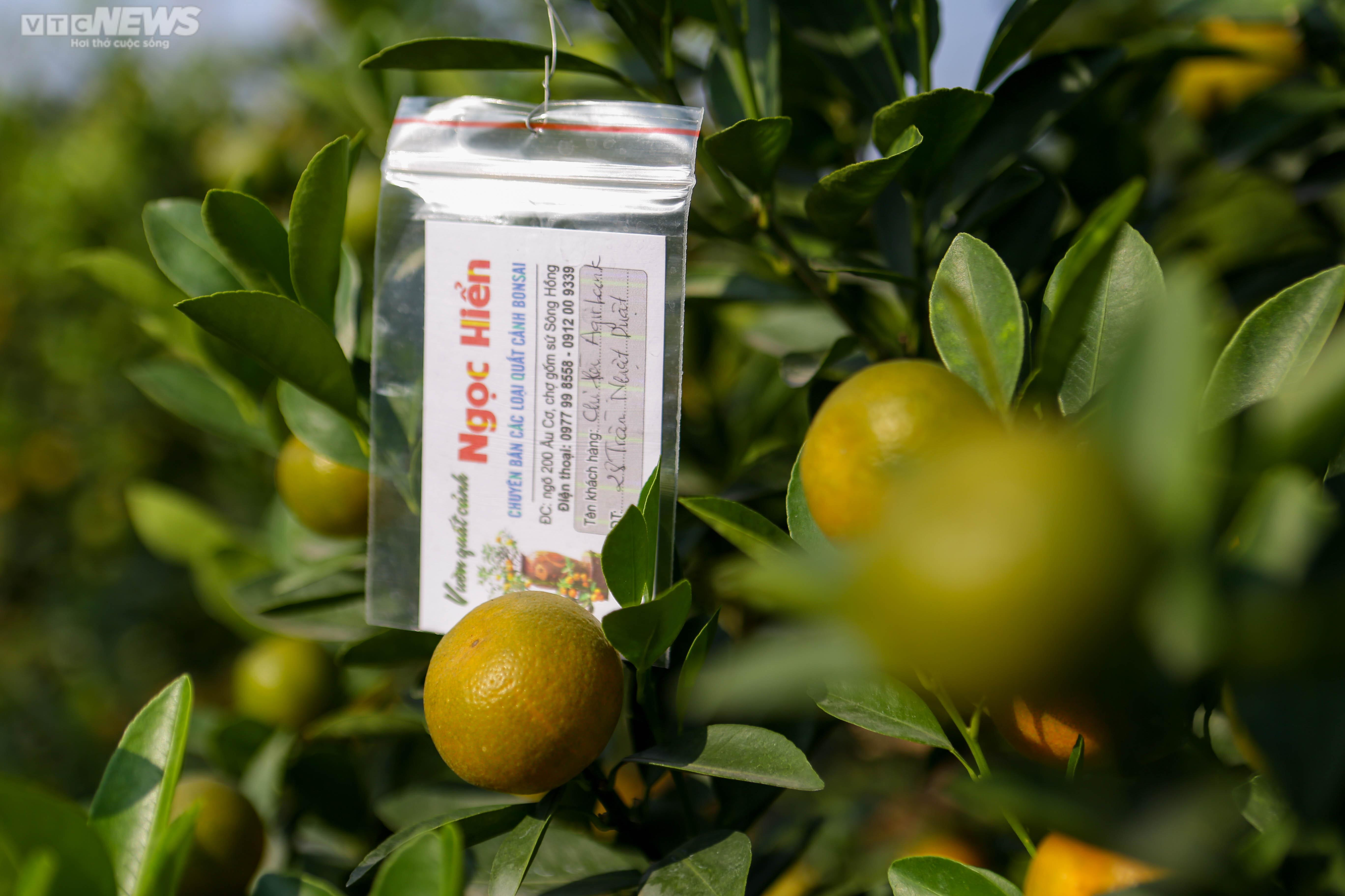 Khách săn mua quất bonsai dáng độc, giá tiền triệu chơi Tết - 15