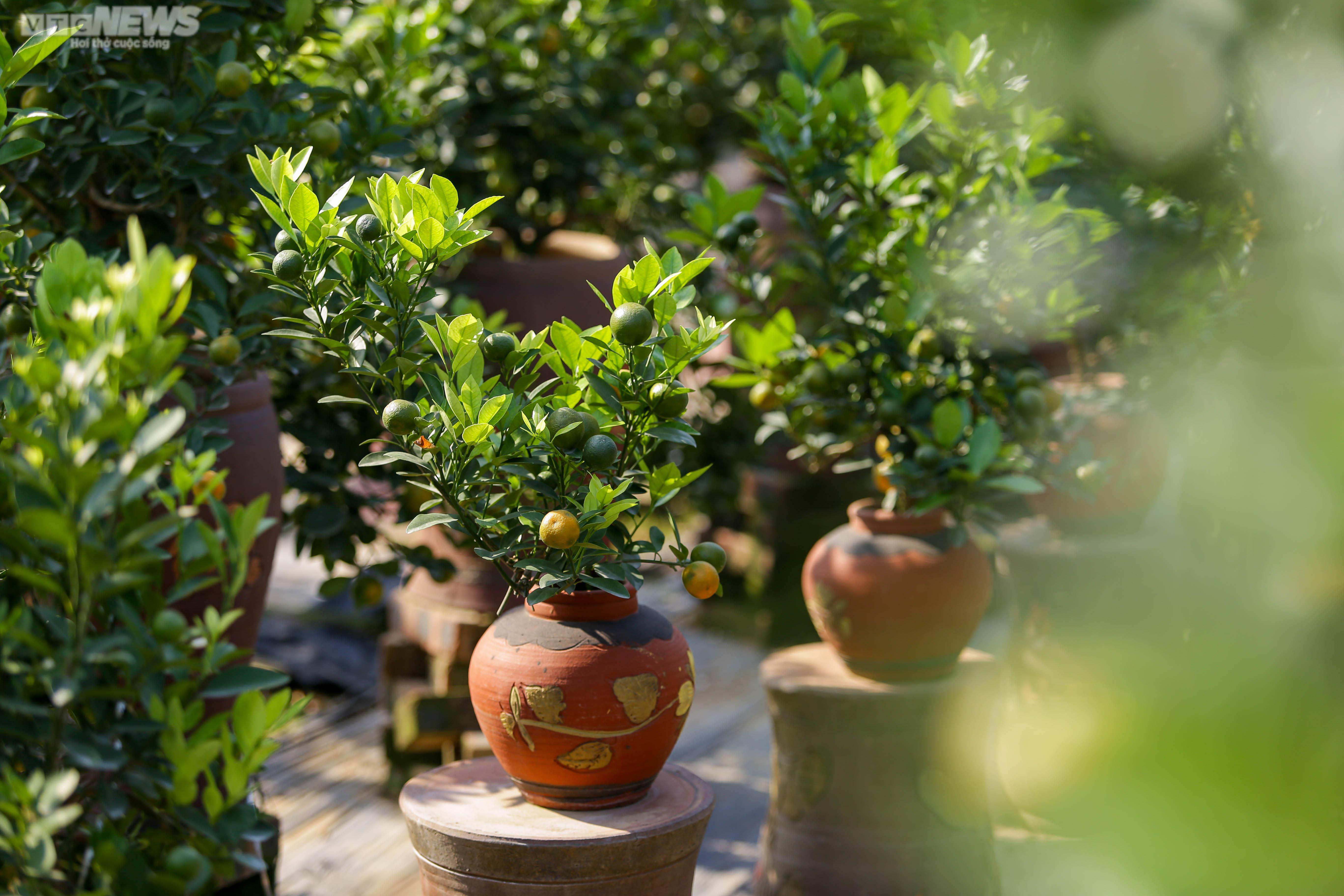 Khách săn mua quất bonsai dáng độc, giá tiền triệu chơi Tết - 16