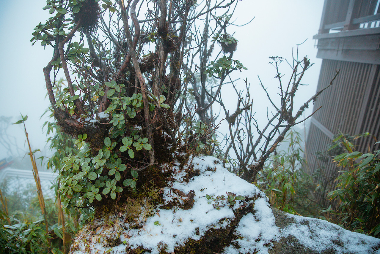Du khách háo hức đón tuyết rơi tuyệt đẹp trên đỉnh Fansipan - 16