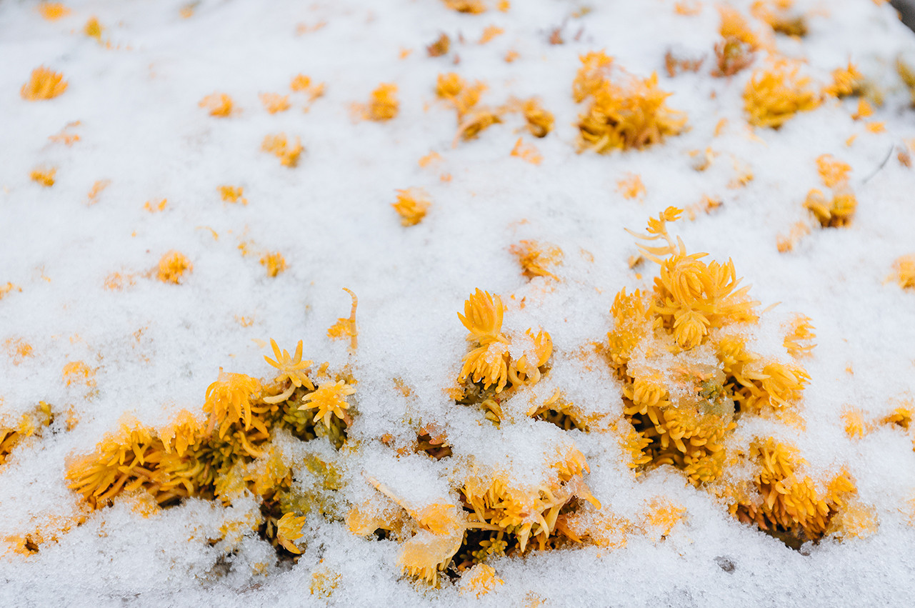 Du khách háo hức đón tuyết rơi tuyệt đẹp trên đỉnh Fansipan - 15