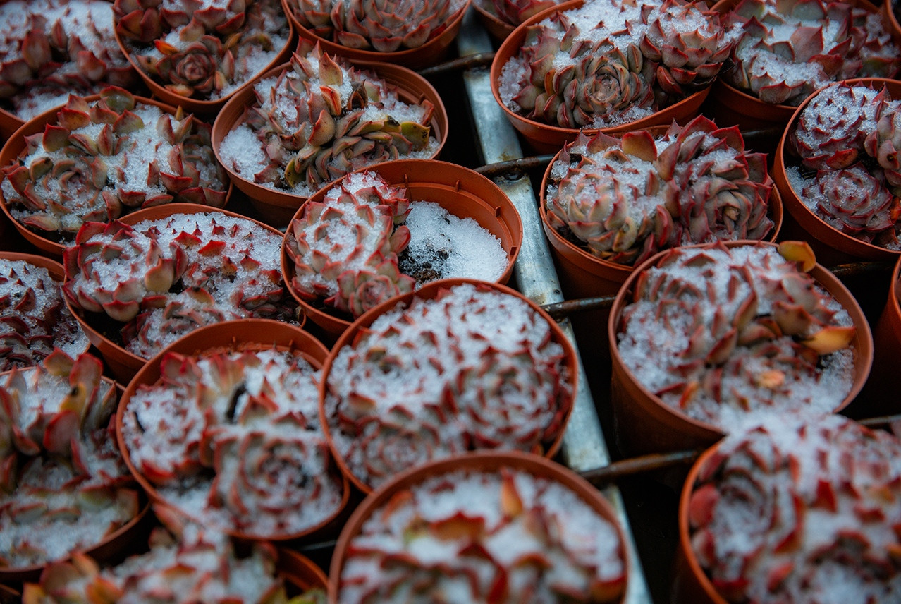 Du khách háo hức đón tuyết rơi tuyệt đẹp trên đỉnh Fansipan - 14