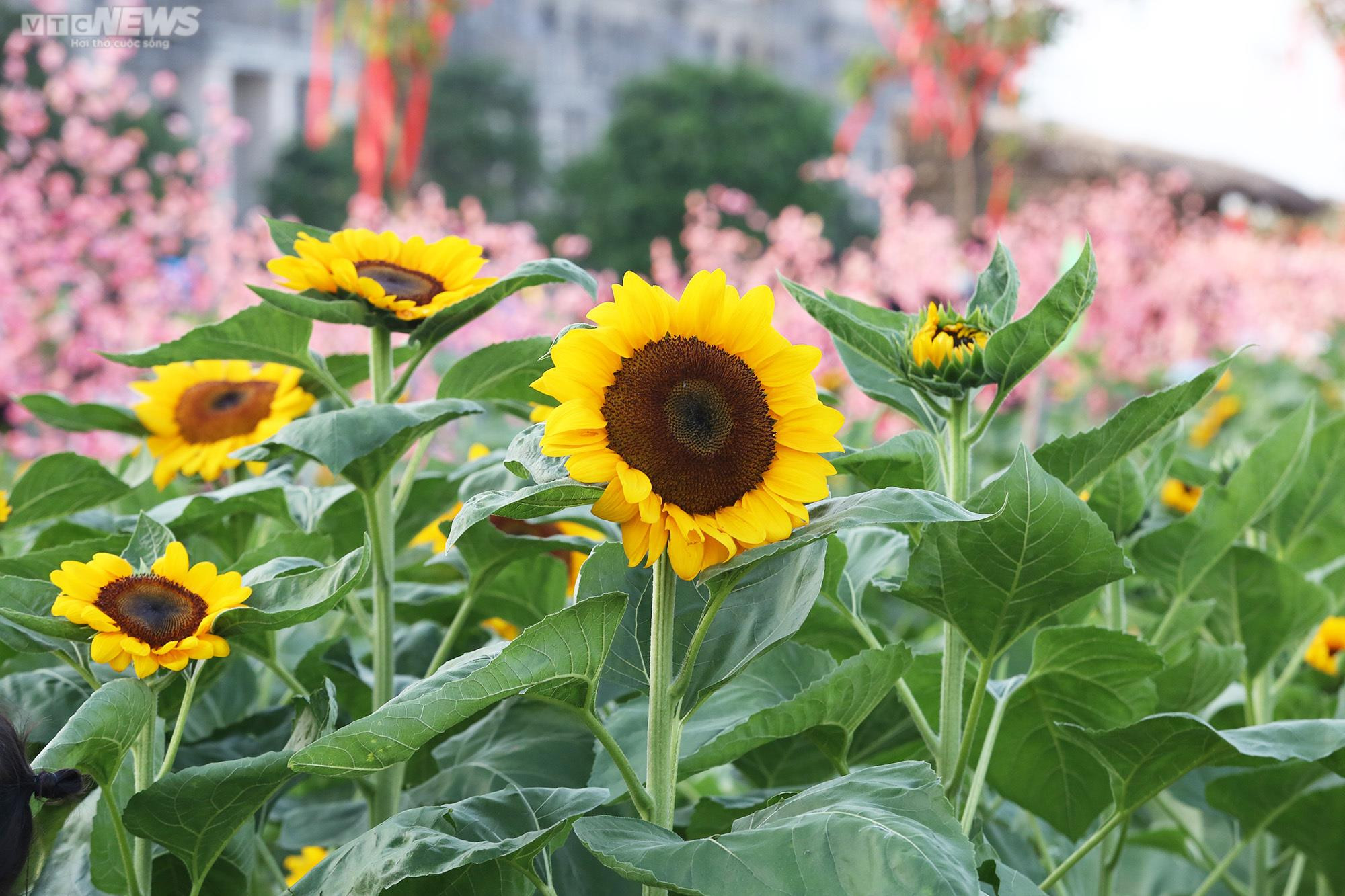 Mê mẩn trước vườn hoa hướng dương rộng 12.000m2 ở TP.HCM - 5