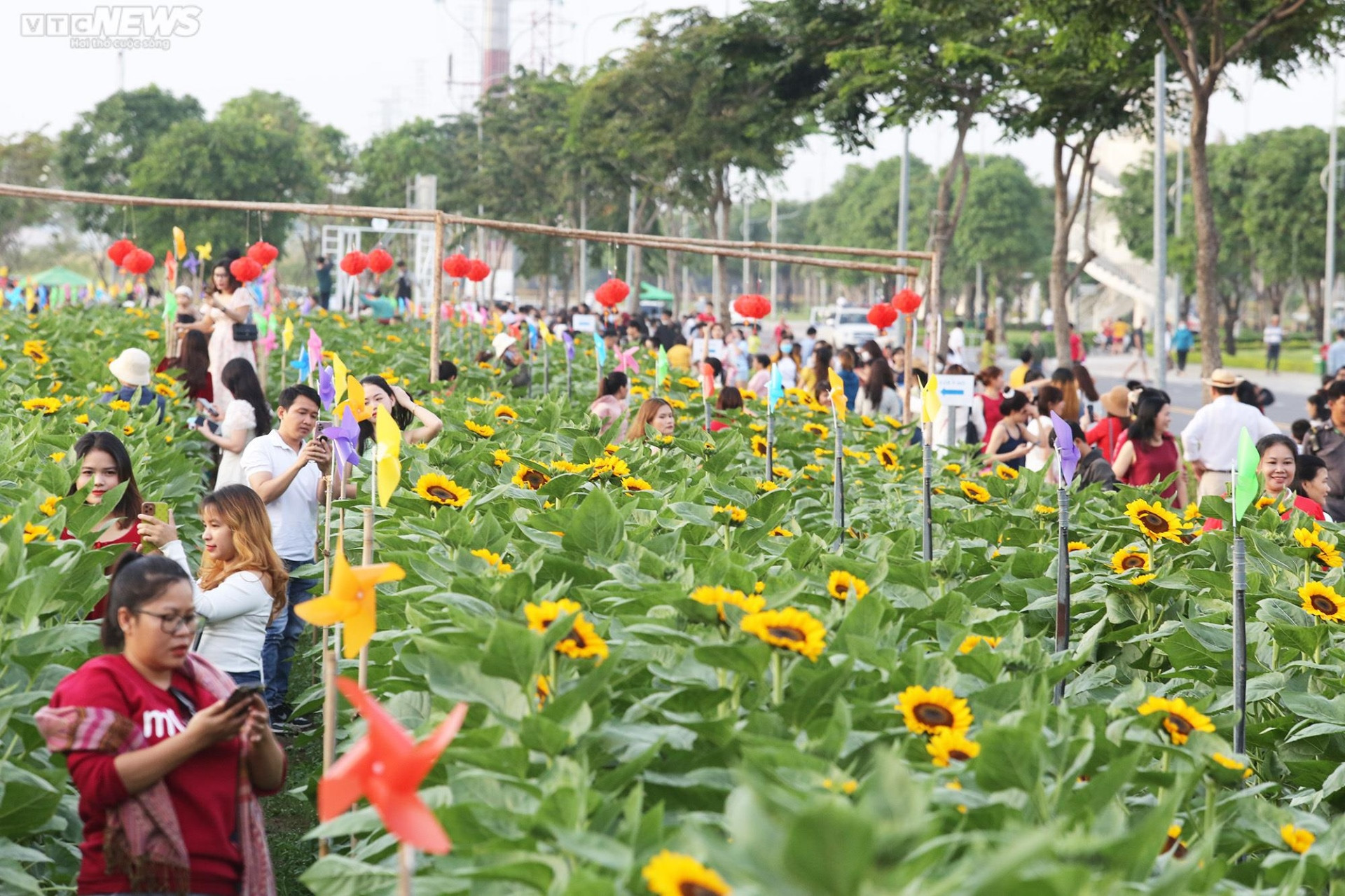 Mê mẩn trước vườn hoa hướng dương rộng 12.000m2 ở TP.HCM - 7