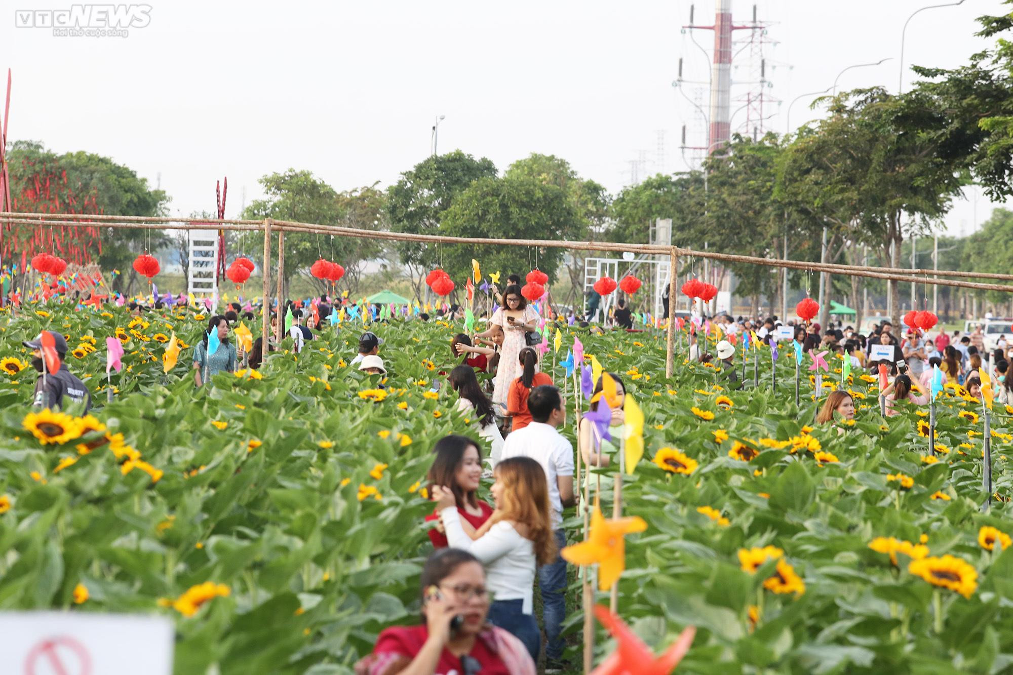 Mê mẩn trước vườn hoa hướng dương rộng 12.000m2 ở TP.HCM - 2