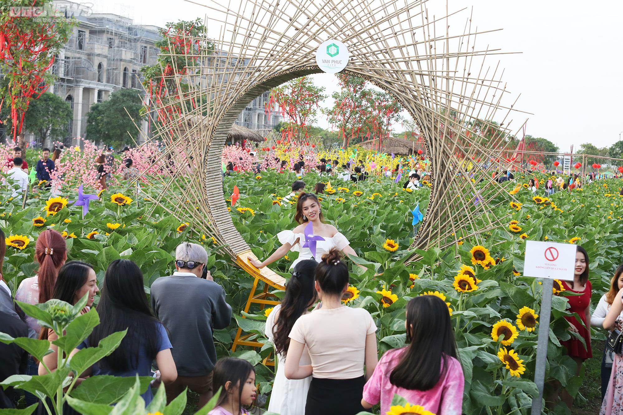 Mê mẩn trước vườn hoa hướng dương rộng 12.000m2 ở TP.HCM - 9