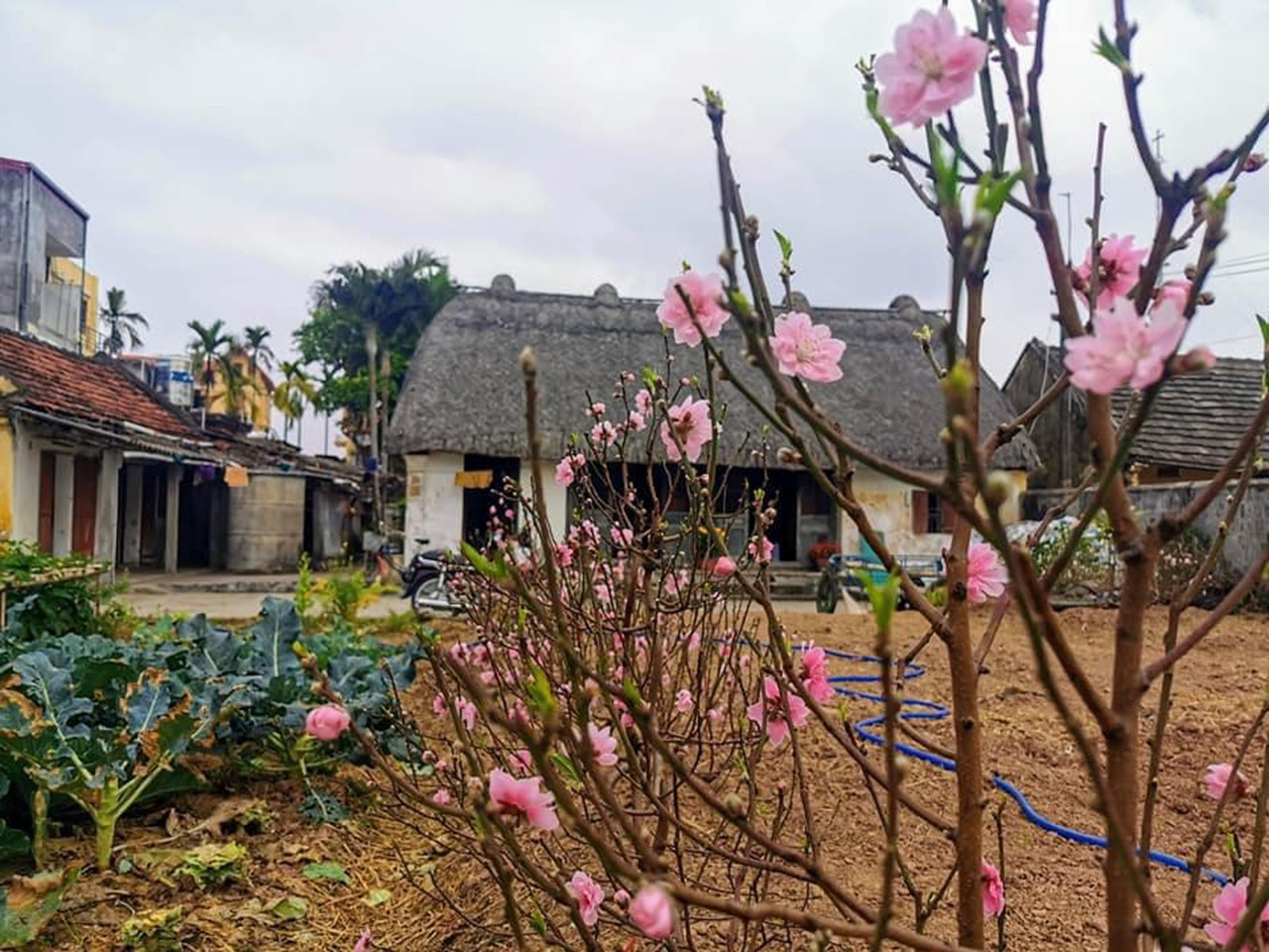 Những ngôi nhà mái rạ độc đáo, nguyên bản nét quê Bắc Bộ cuối cùng ở Nam Định - 2