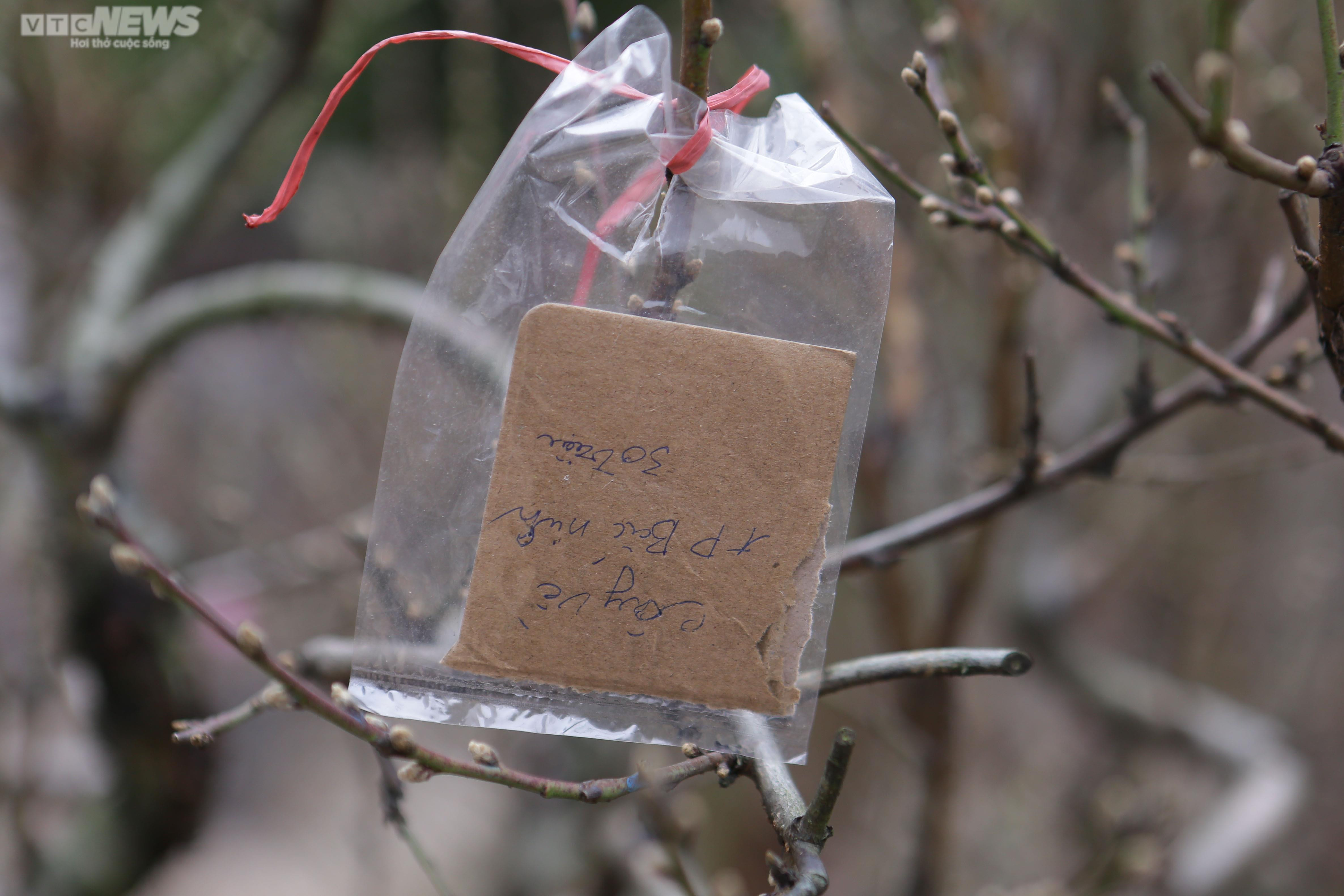 Đào cổ thụ xuống phố Hà Nội, giá trăm triệu đồng chờ 'đại gia' rinh về chơi Tết - 13