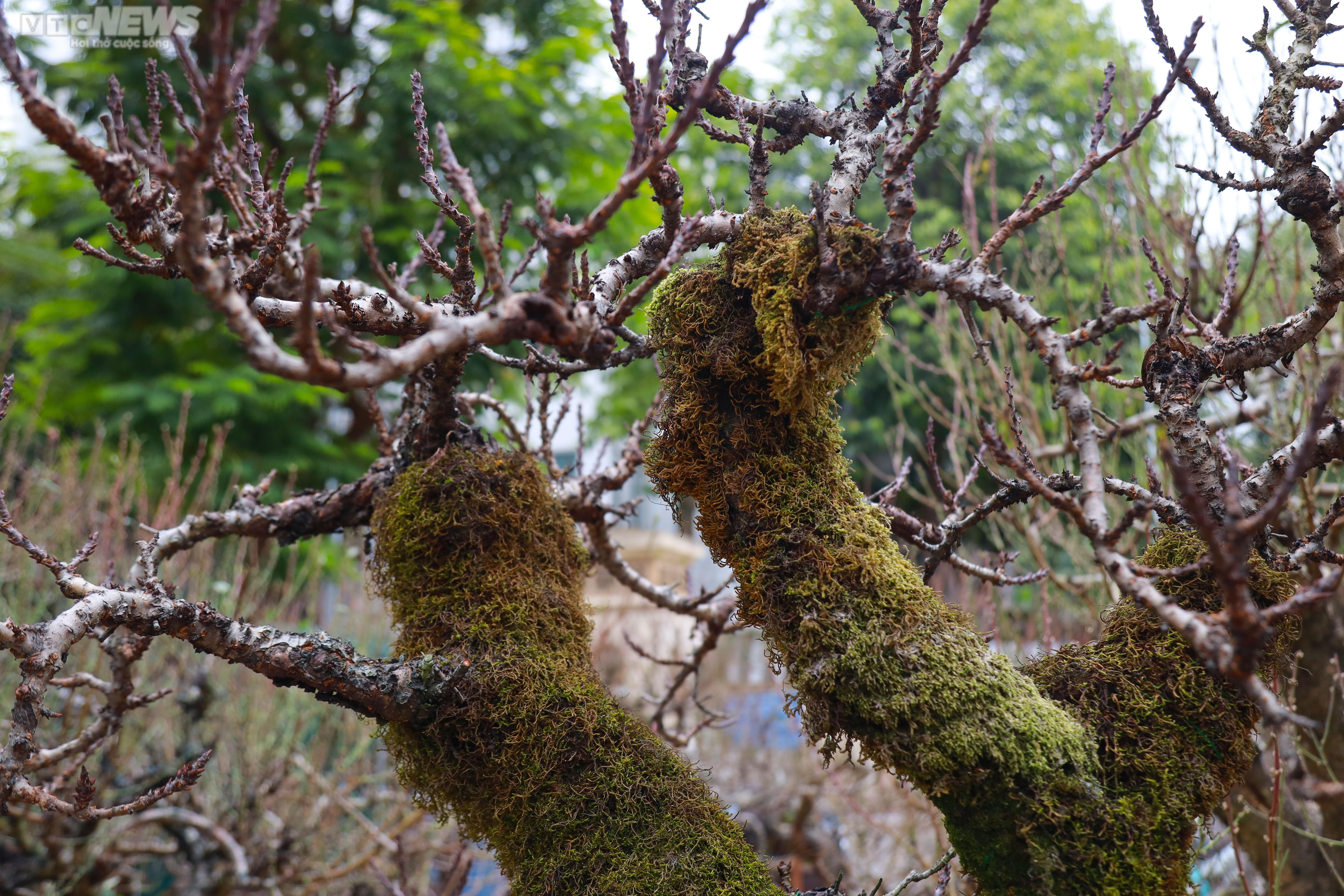 Đào cổ thụ xuống phố Hà Nội, giá trăm triệu đồng chờ 'đại gia' rinh về chơi Tết - 3