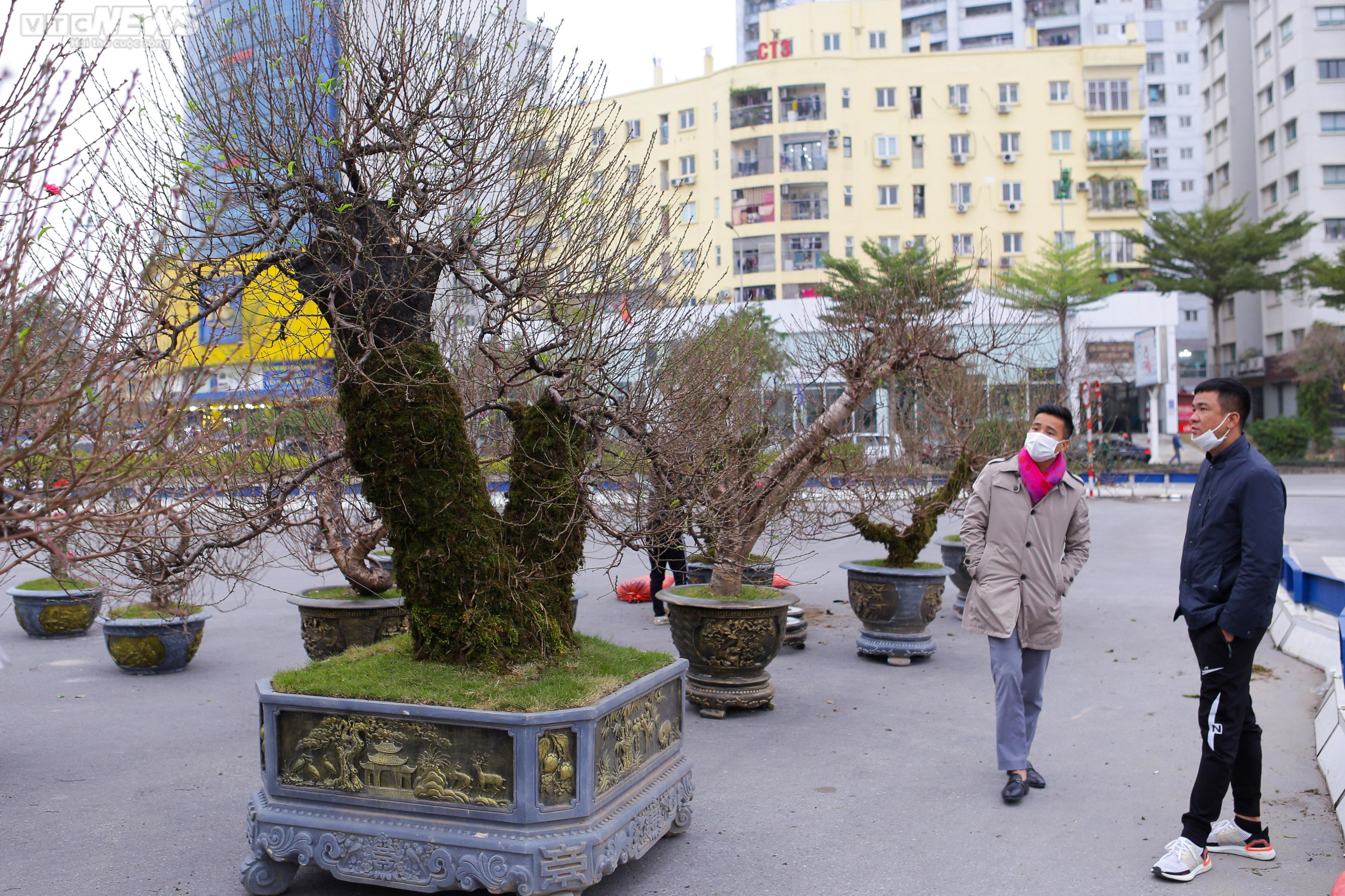 Đào cổ thụ xuống phố Hà Nội, giá trăm triệu đồng chờ 'đại gia' rinh về chơi Tết - 1