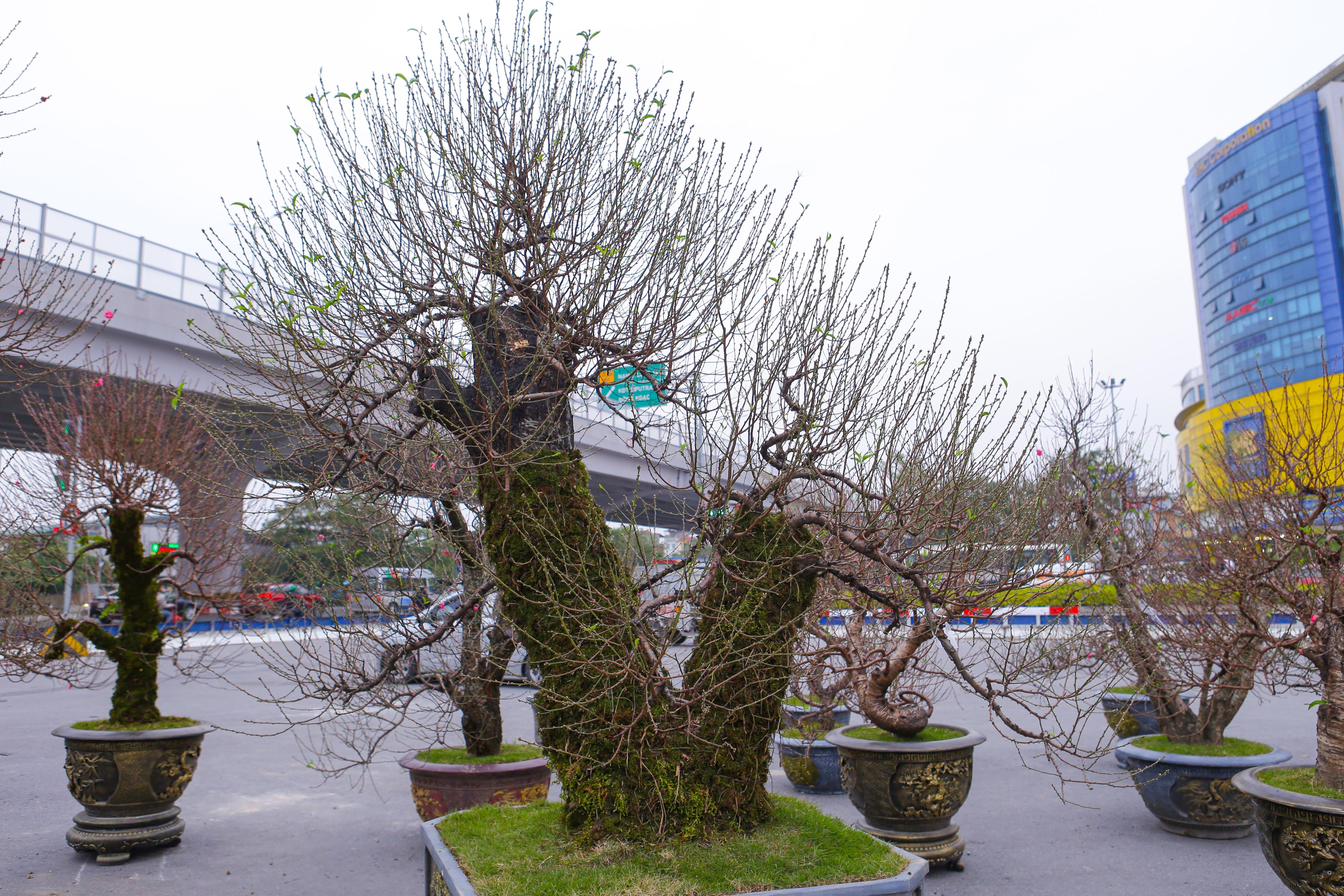 Đào cổ thụ xuống phố Hà Nội, giá trăm triệu đồng chờ 'đại gia' rinh về chơi Tết - 5