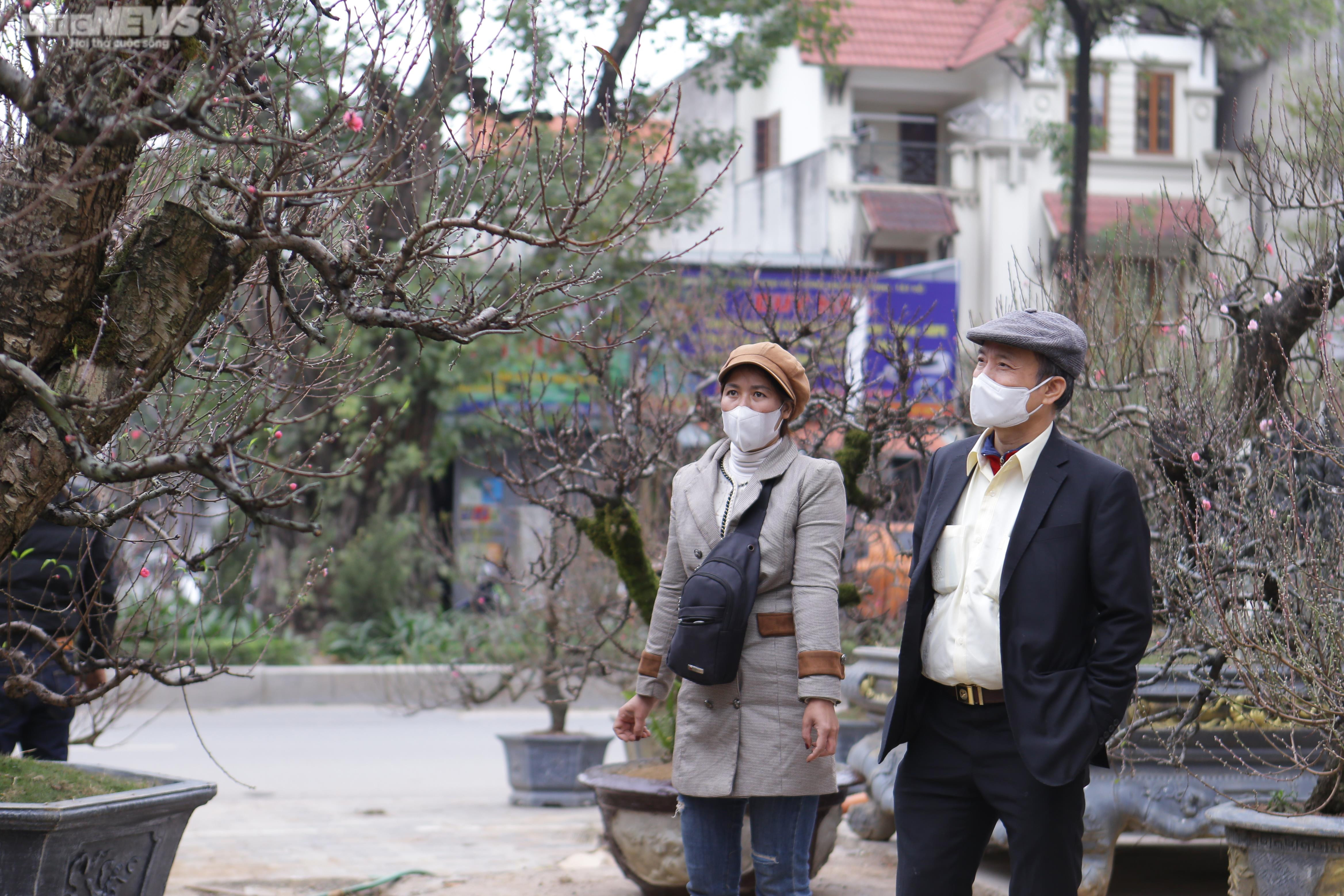 Đào cổ thụ xuống phố Hà Nội, giá trăm triệu đồng chờ 'đại gia' rinh về chơi Tết - 6