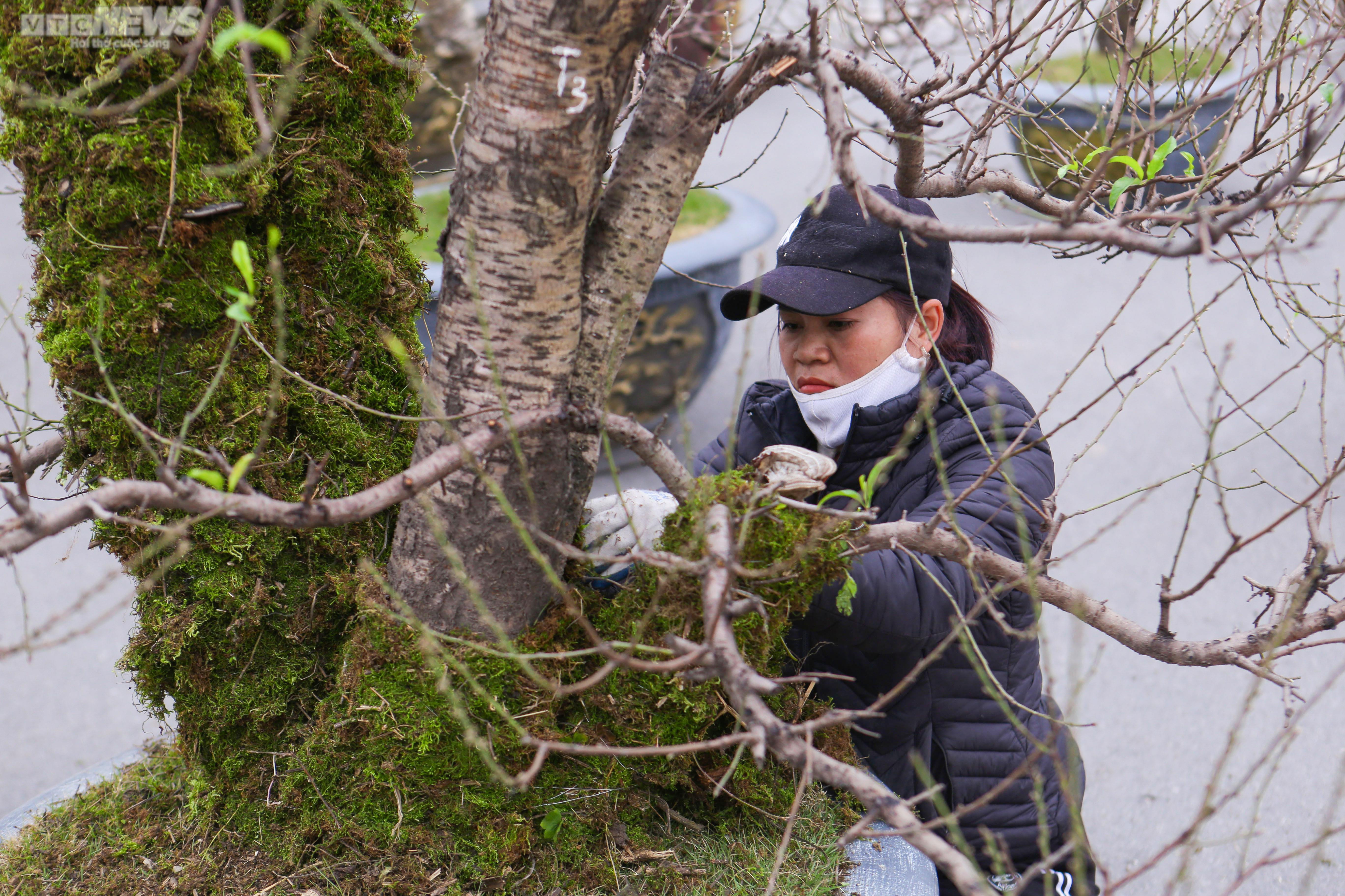 Đào cổ thụ xuống phố Hà Nội, giá trăm triệu đồng chờ 'đại gia' rinh về chơi Tết - 7