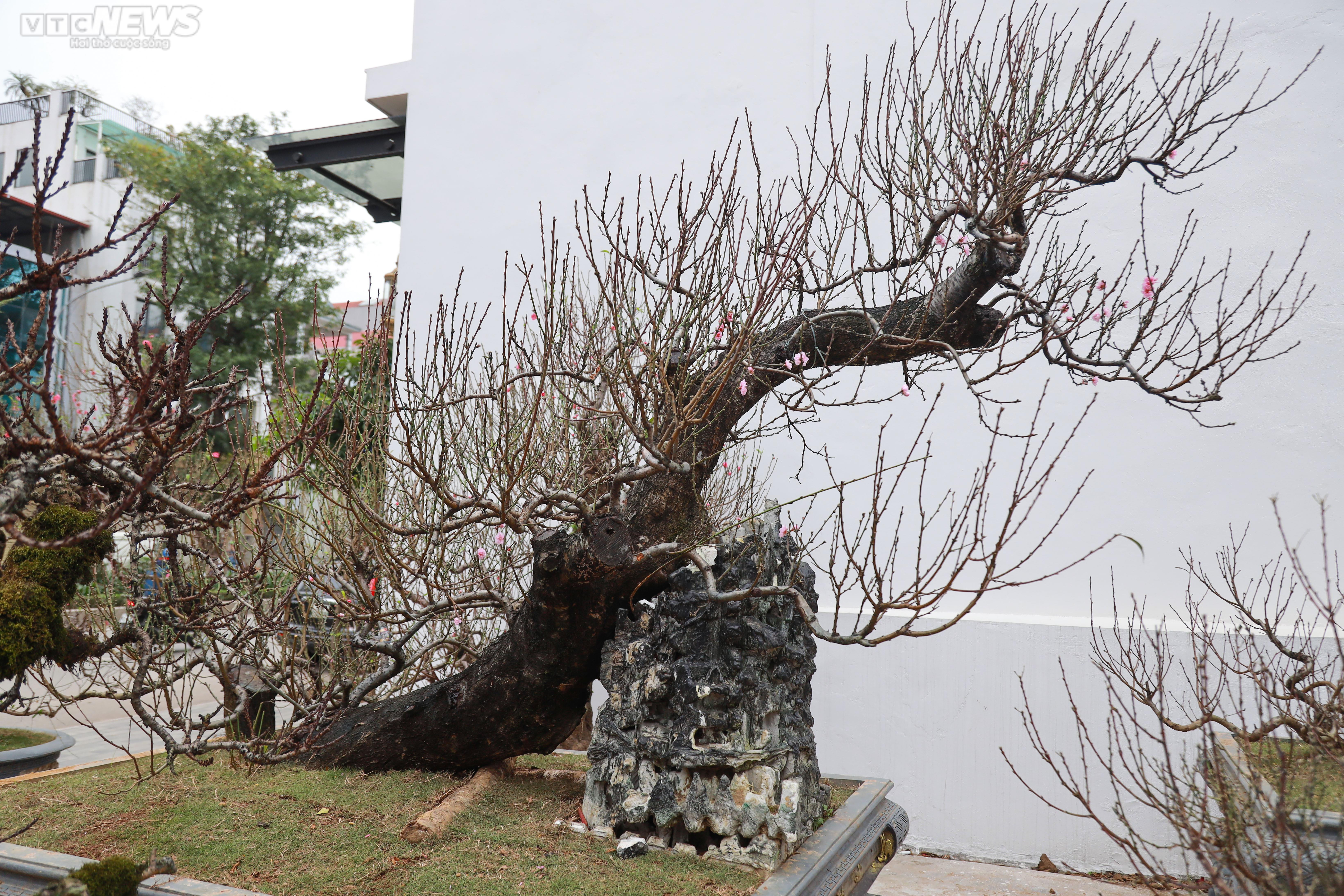 Đào cổ thụ xuống phố Hà Nội, giá trăm triệu đồng chờ 'đại gia' rinh về chơi Tết - 9