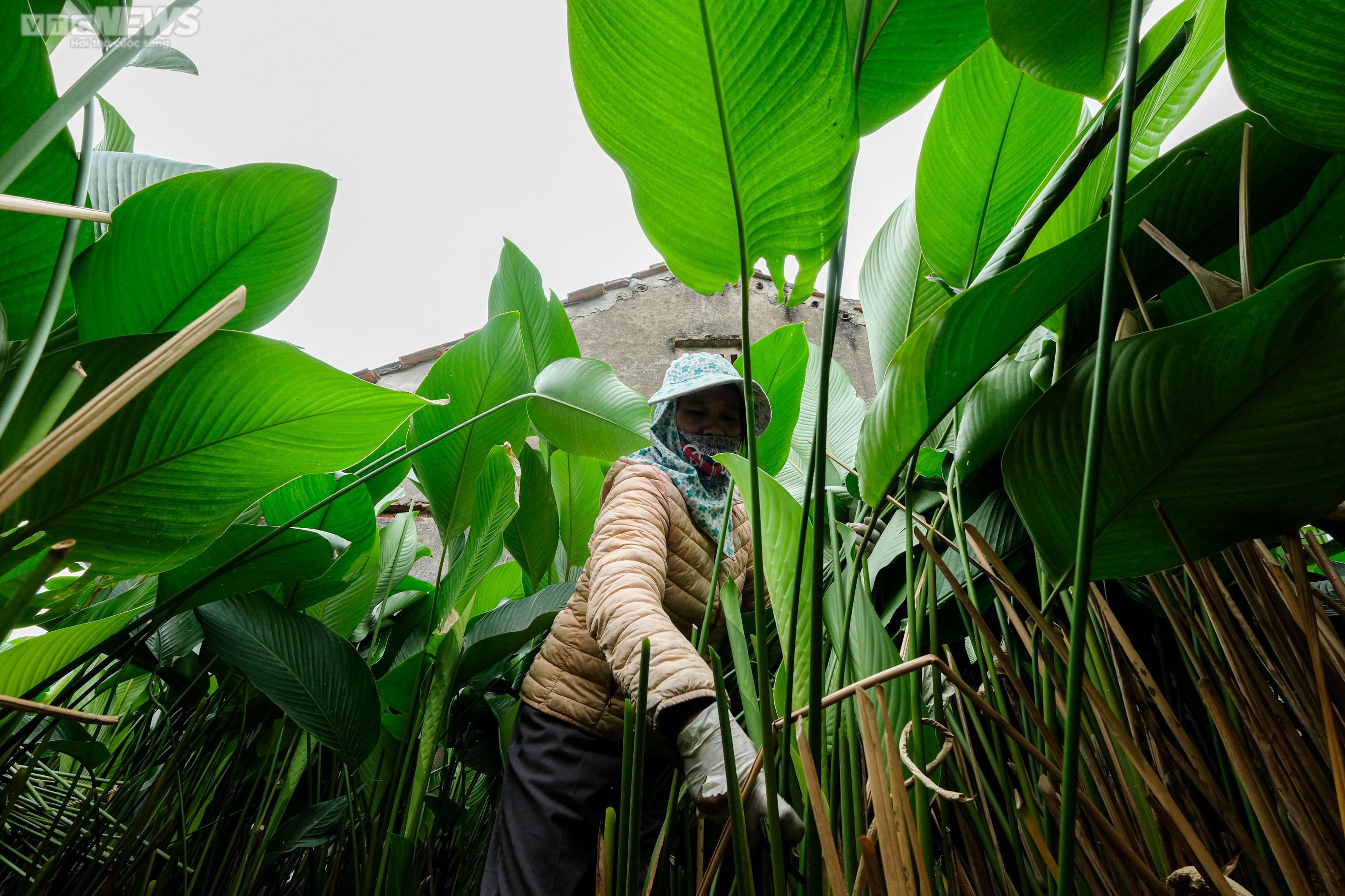 Thủ phủ lá dong ở Hà Nội tất bật vào vụ Tết Nguyên đán 2023 - 3