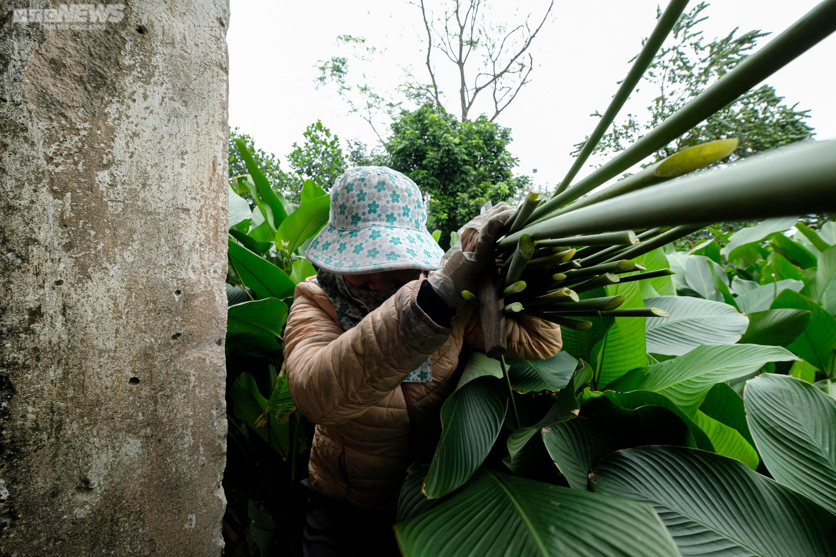 Thủ phủ lá dong ở Hà Nội tất bật vào vụ Tết Nguyên đán 2023 - 4