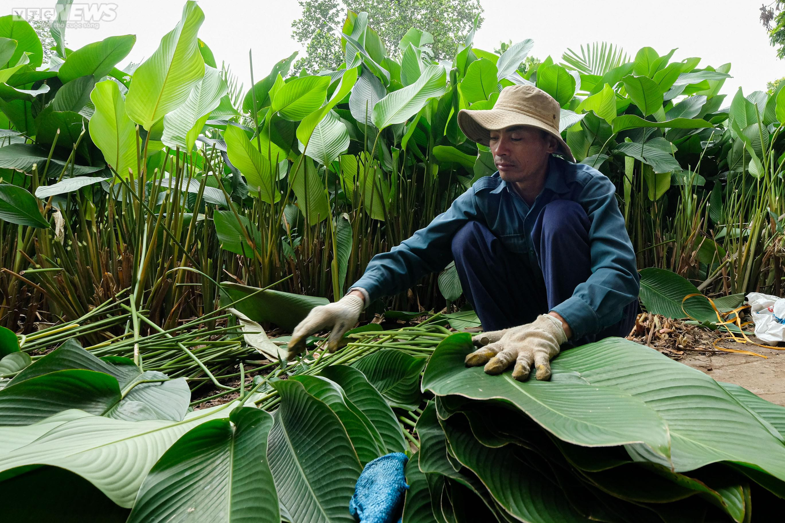 Thủ phủ lá dong ở Hà Nội tất bật vào vụ Tết Nguyên đán 2023 - 6