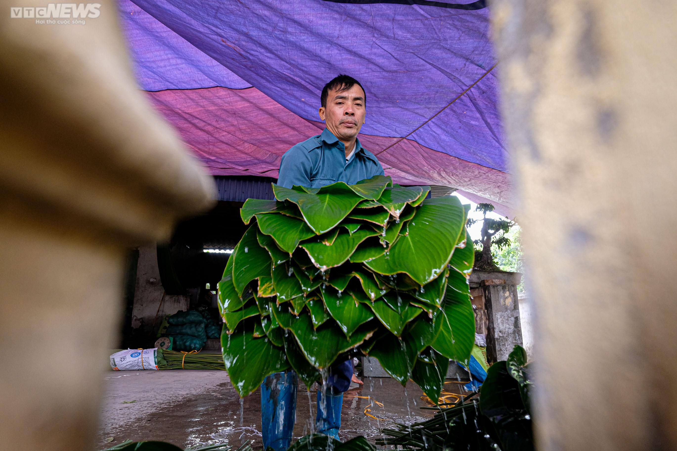 Thủ phủ lá dong ở Hà Nội tất bật vào vụ Tết Nguyên đán 2023 - 15