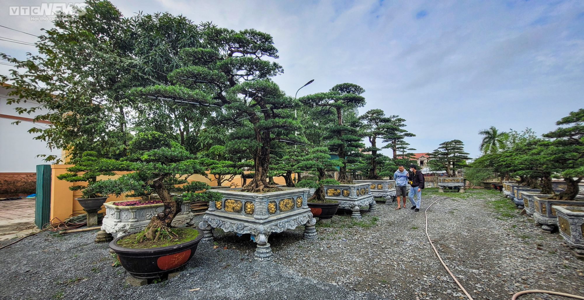 Chiêm ngưỡng những gốc tùng la hán được 'hét' giá hàng trăm triệu dịp sát Tết - 6