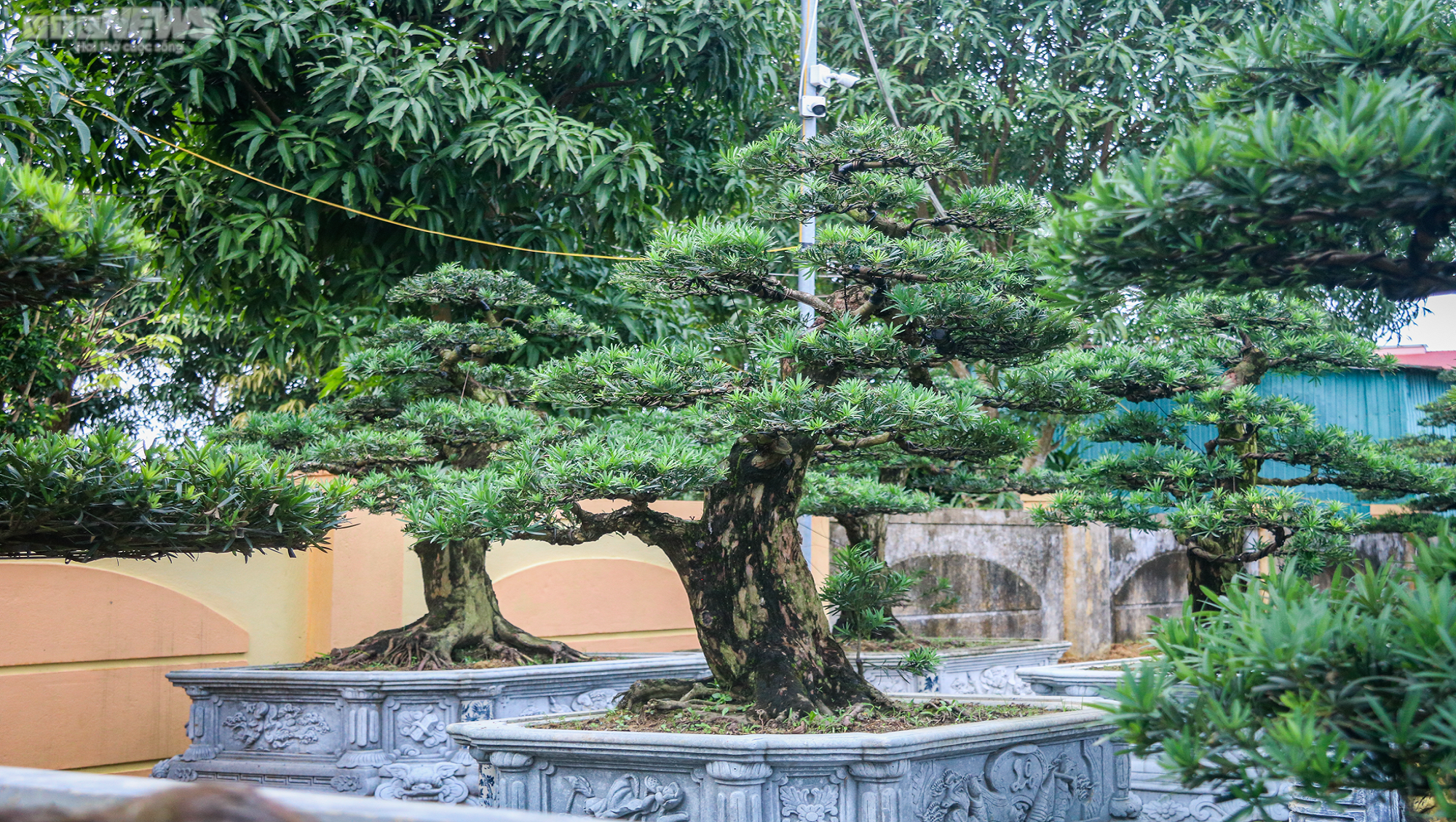 Chiêm ngưỡng những gốc tùng la hán được 'hét' giá hàng trăm triệu dịp sát Tết - 3